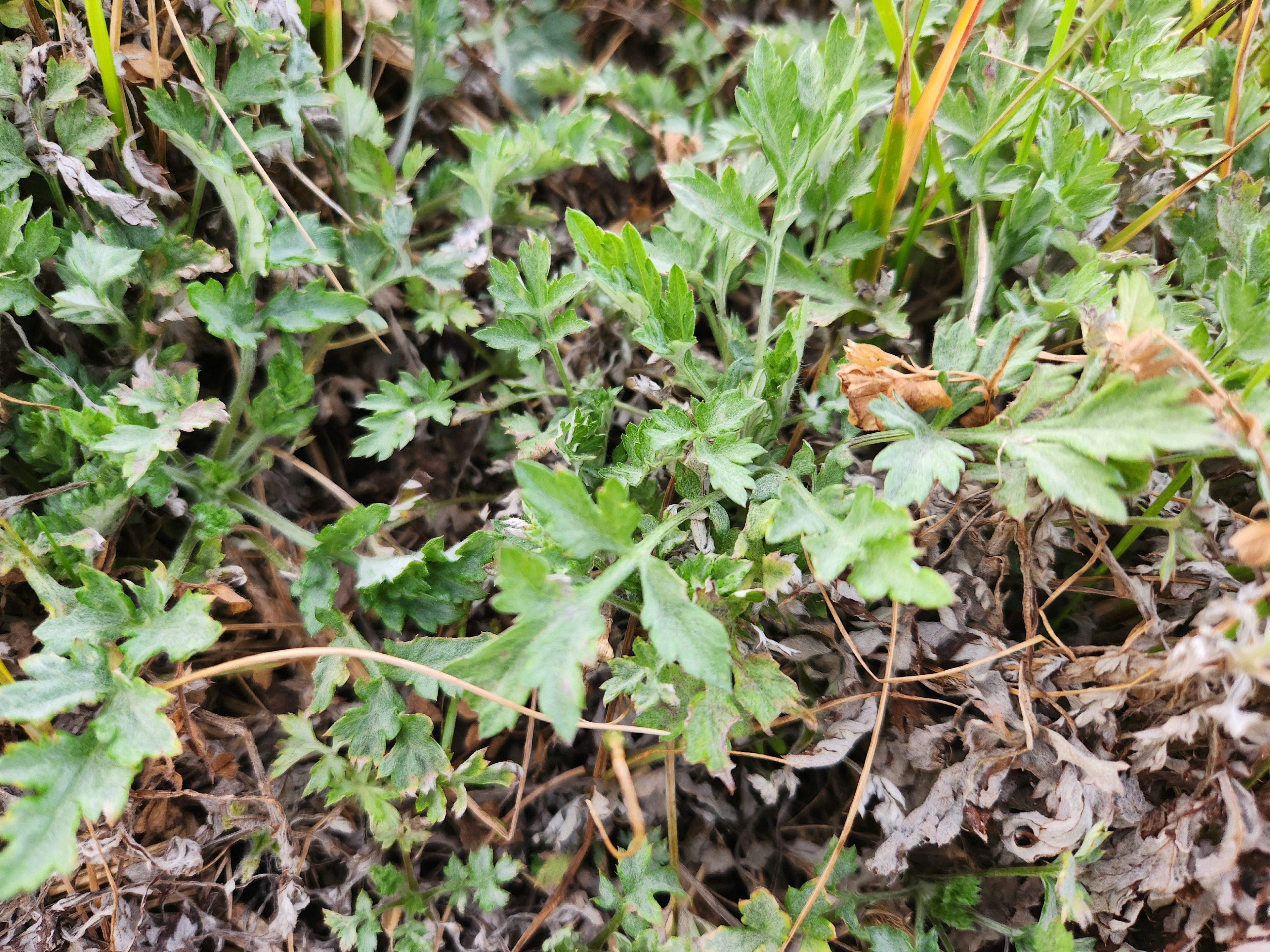 Image of a dense patch of green leaves on the ground