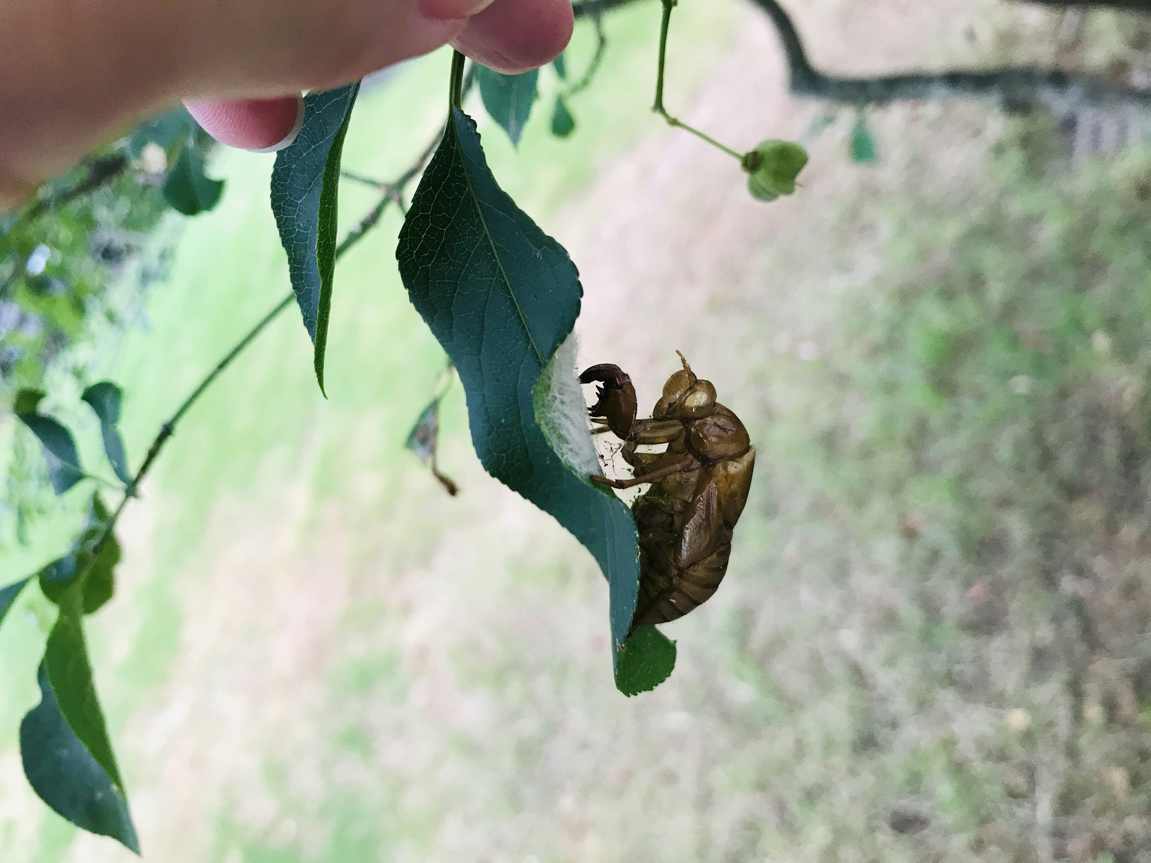 Involucro di cicala appoggiato su una foglia verde tenuta in mano