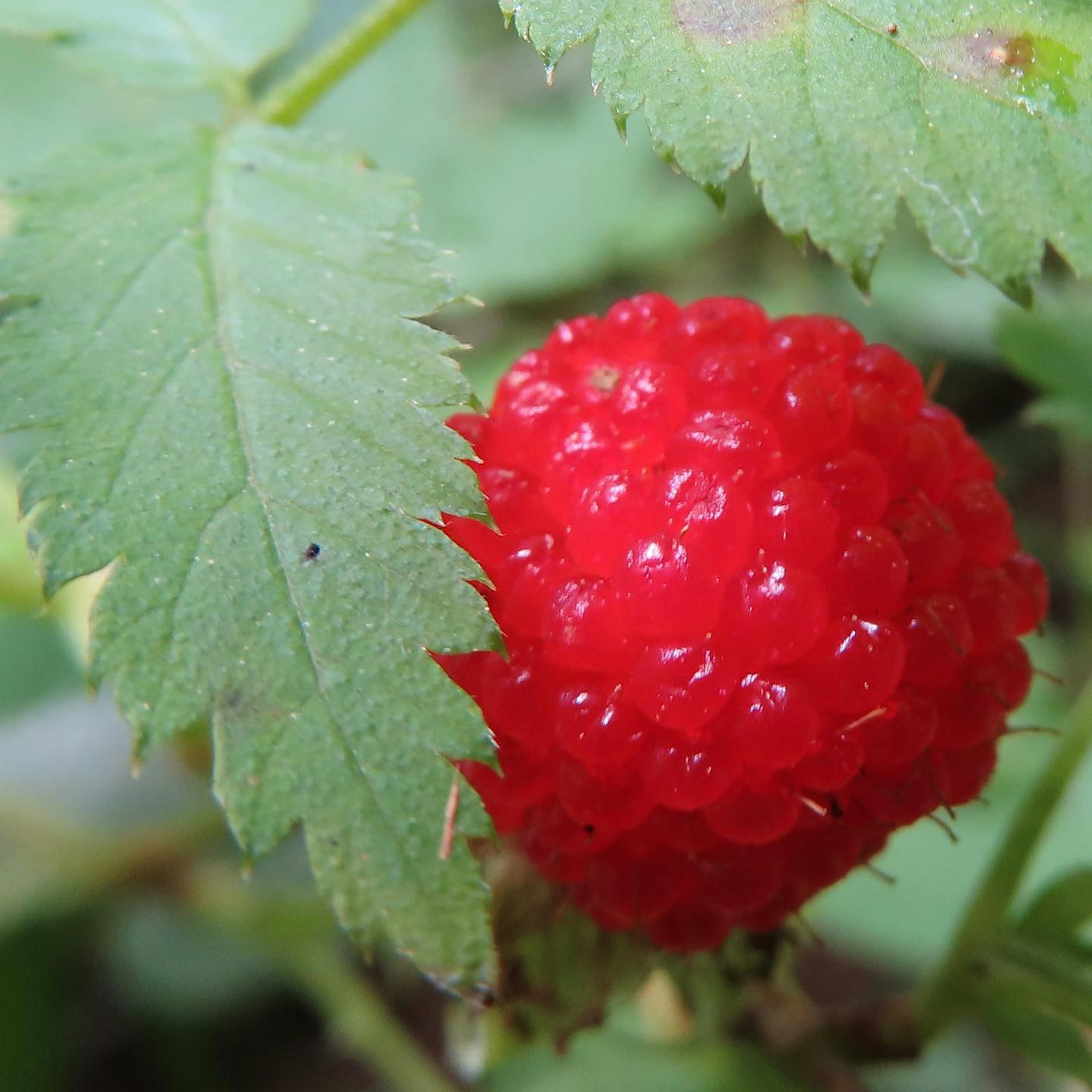 A bright red raspberry nestled among green leaves