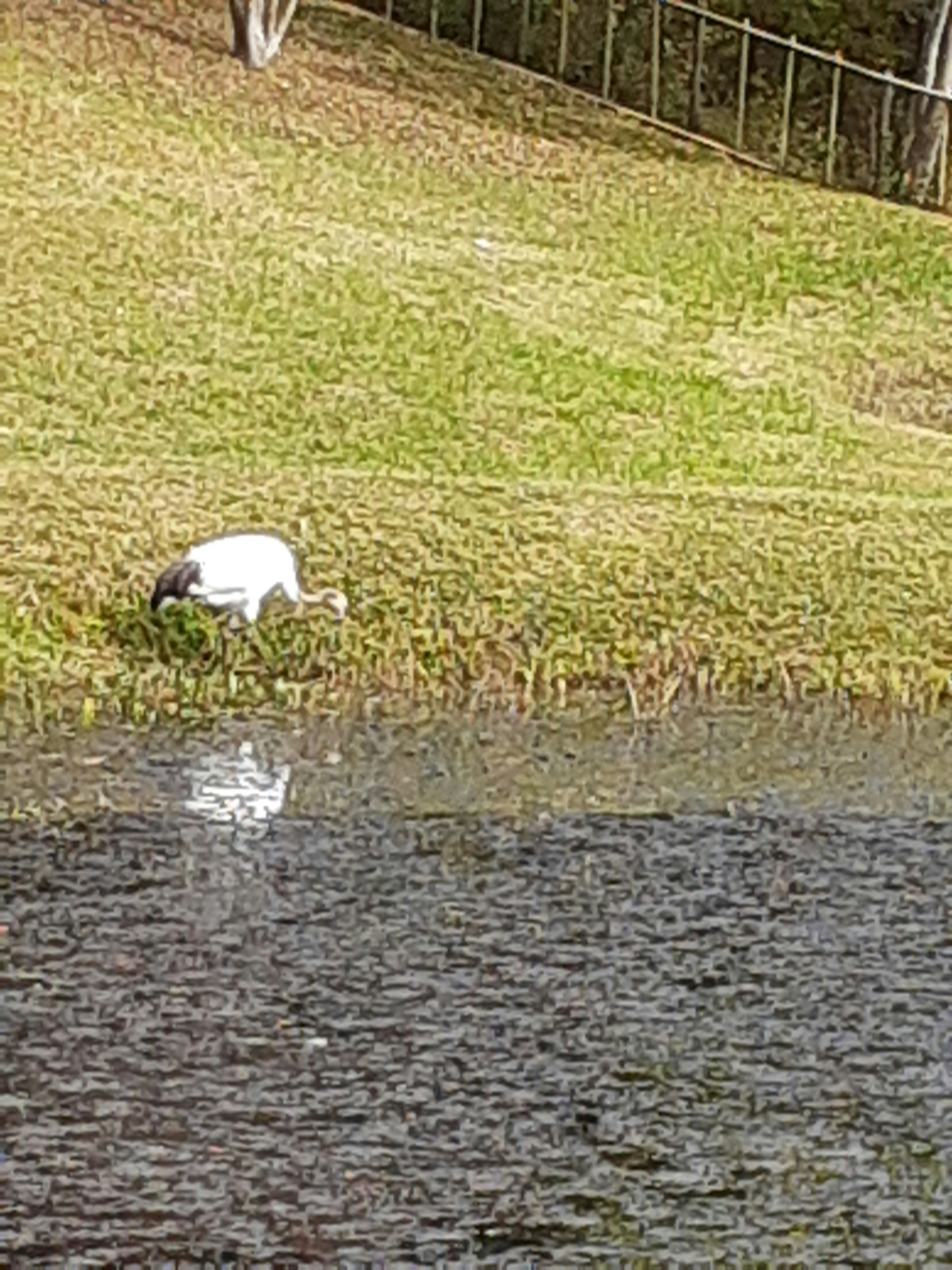 一隻白鳥在池塘邊喝水