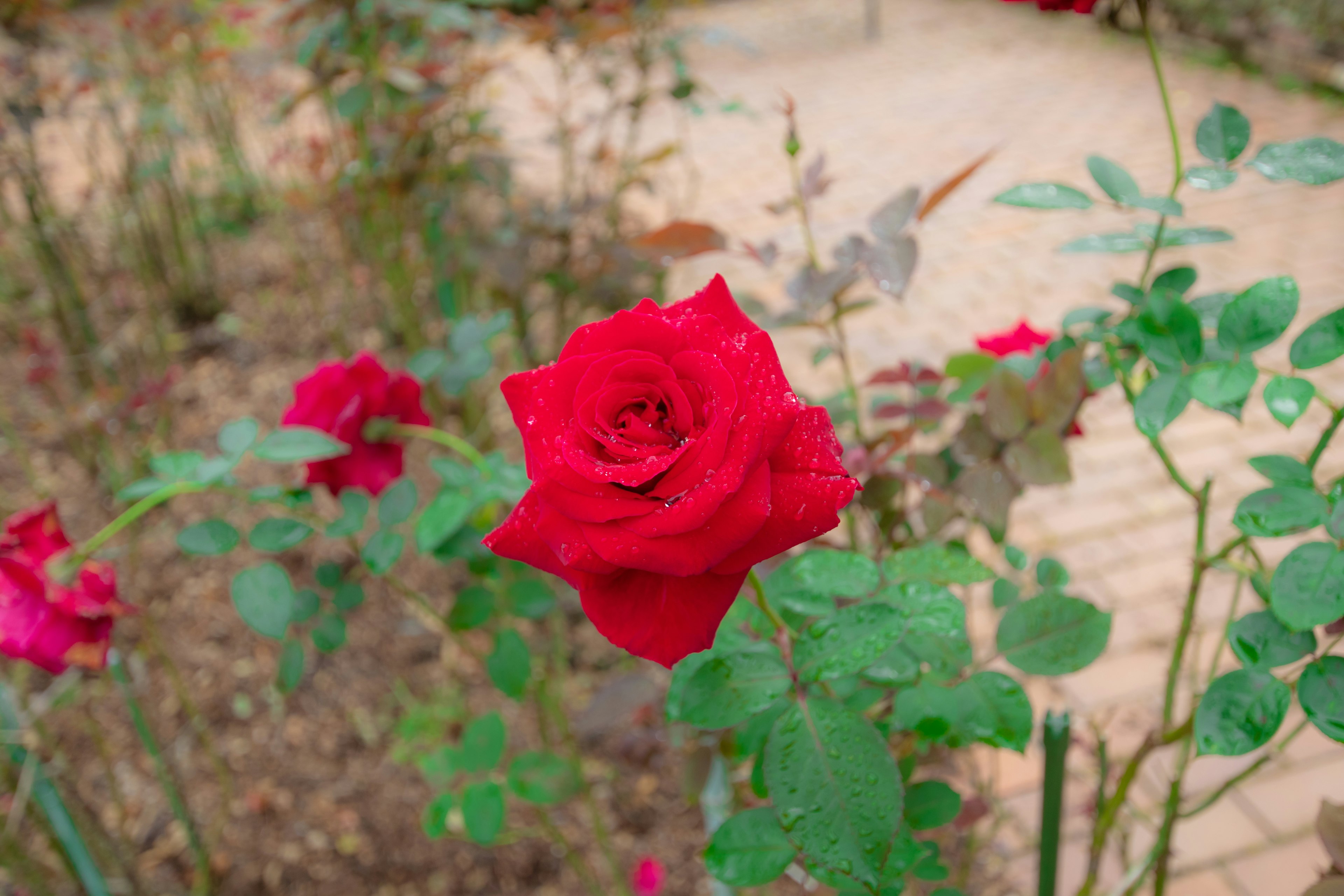 A vibrant red rose surrounded by green leaves in a garden setting