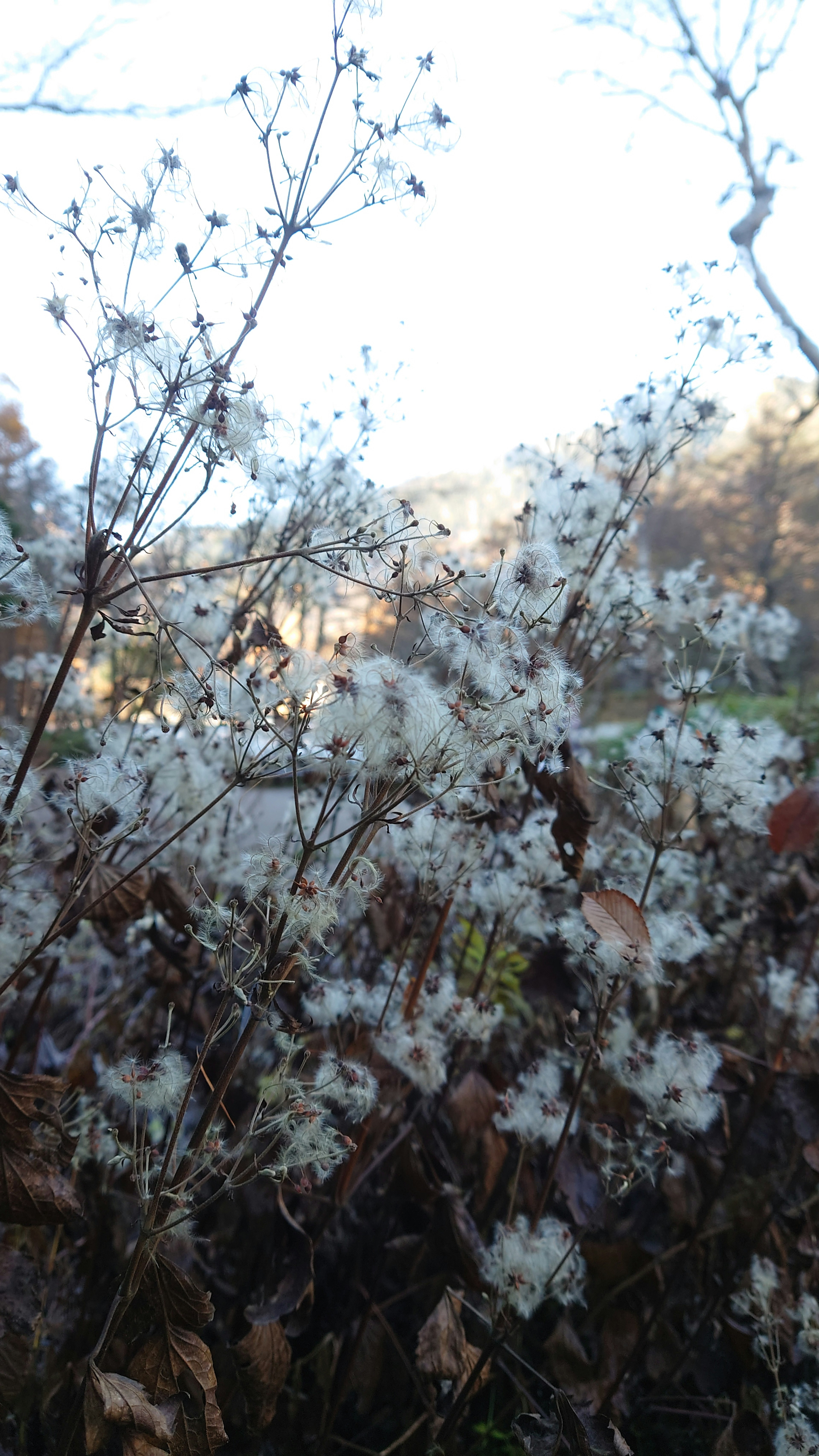 Acercamiento de una planta con flores blancas contra un fondo de cielo azul