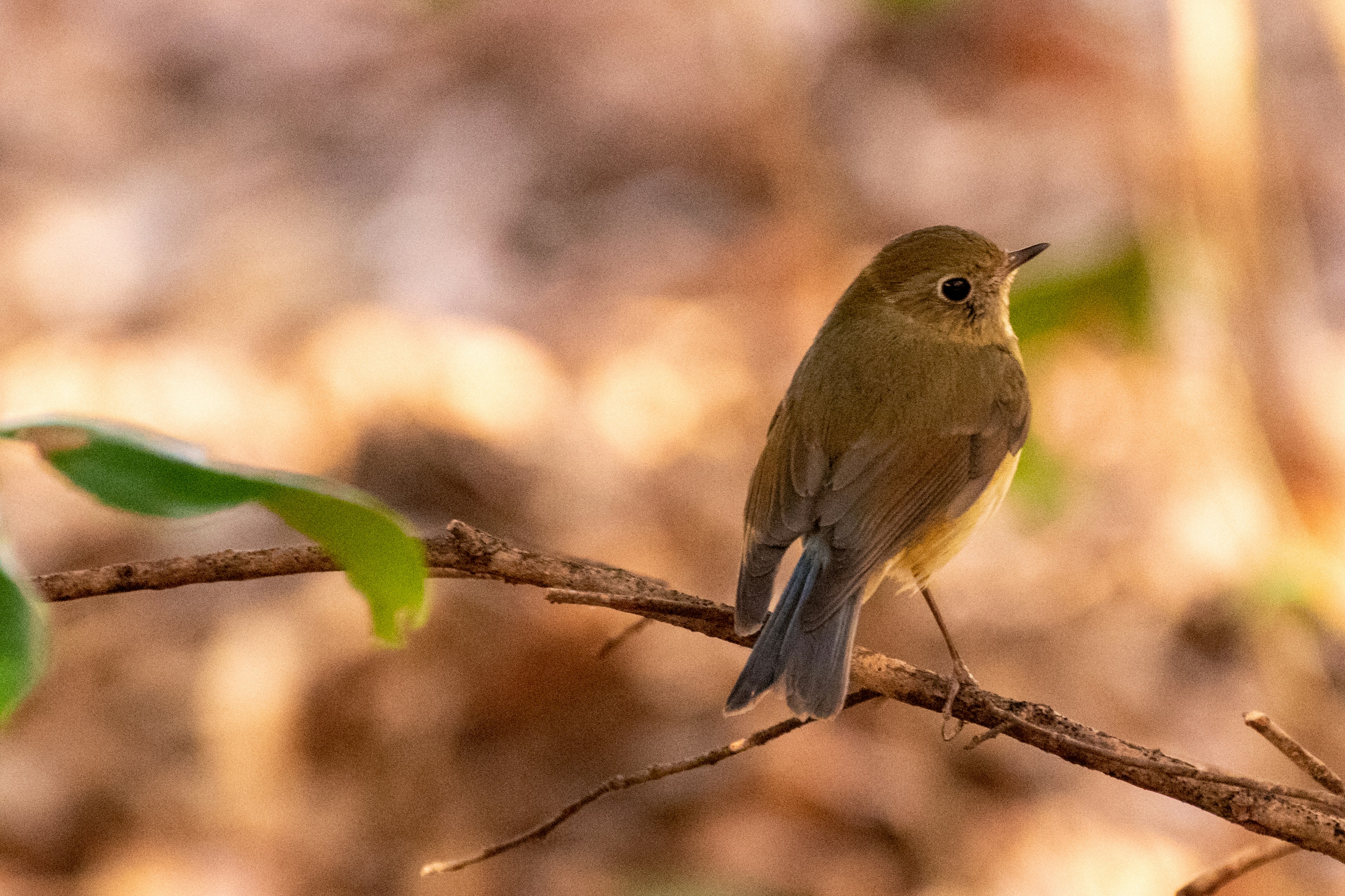 A small bird perched on a branch with a blurred background