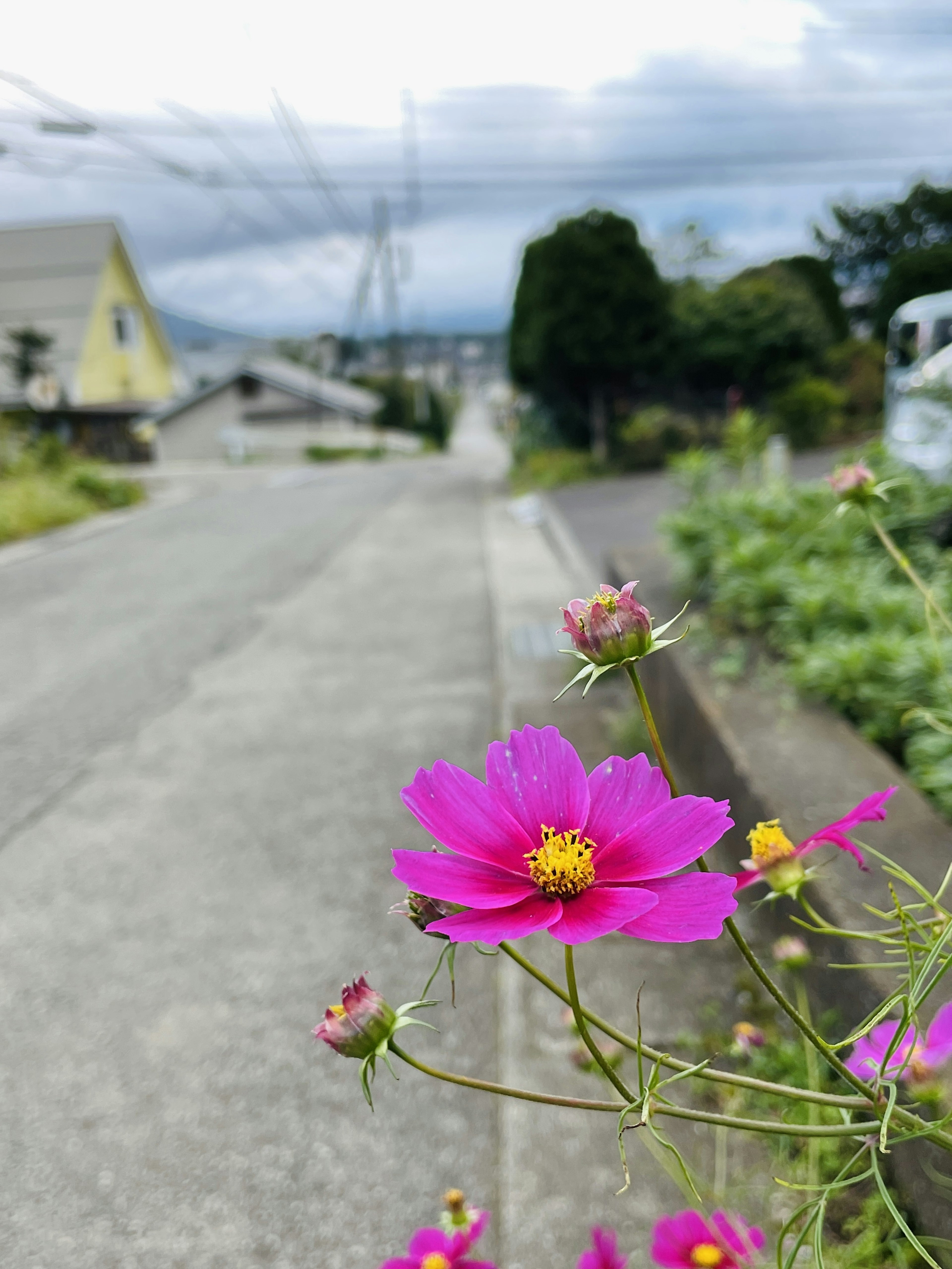 Pink cosmos flower along a roadside with a cloudy sky