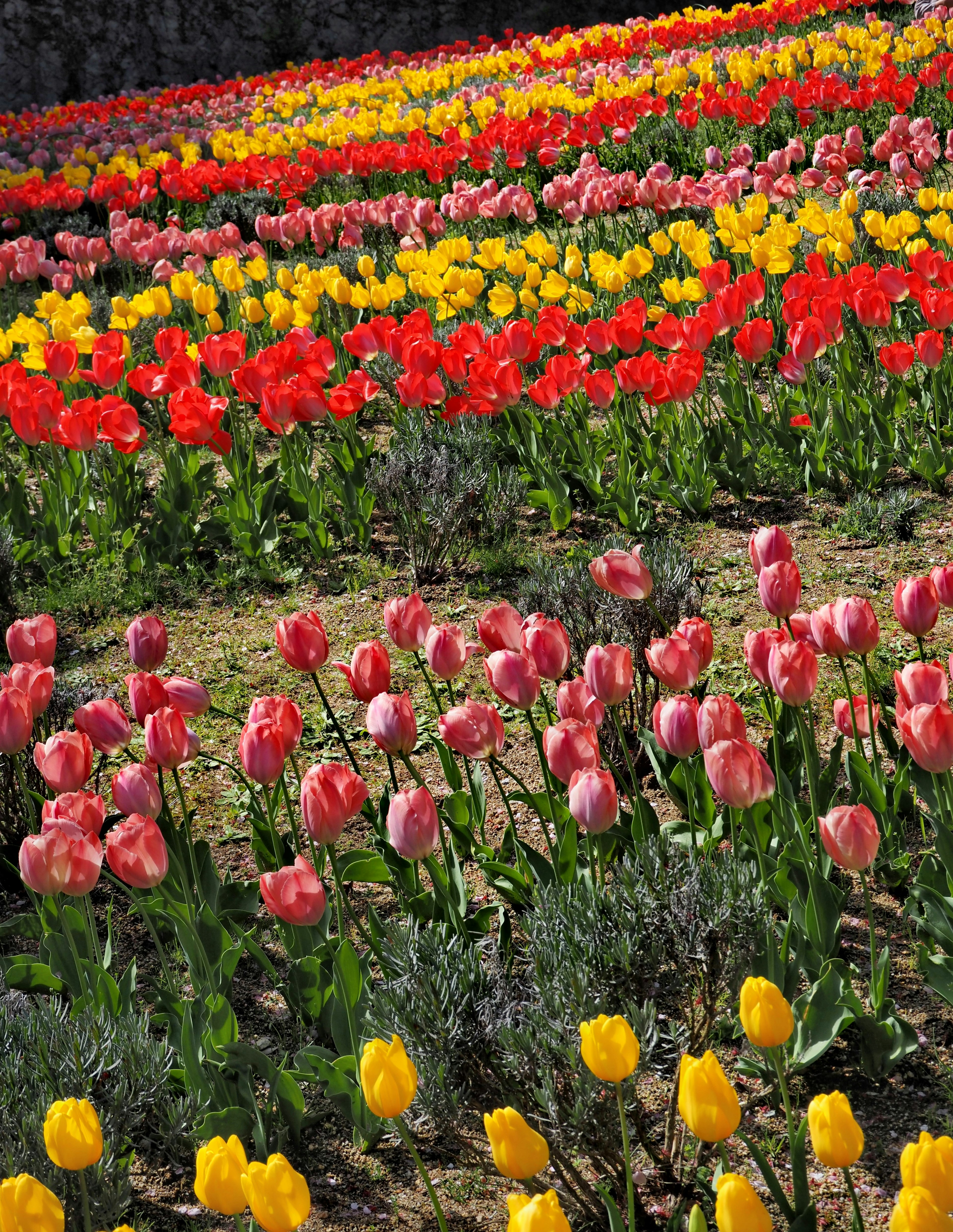 Un hermoso campo de flores lleno de tulipanes coloridos