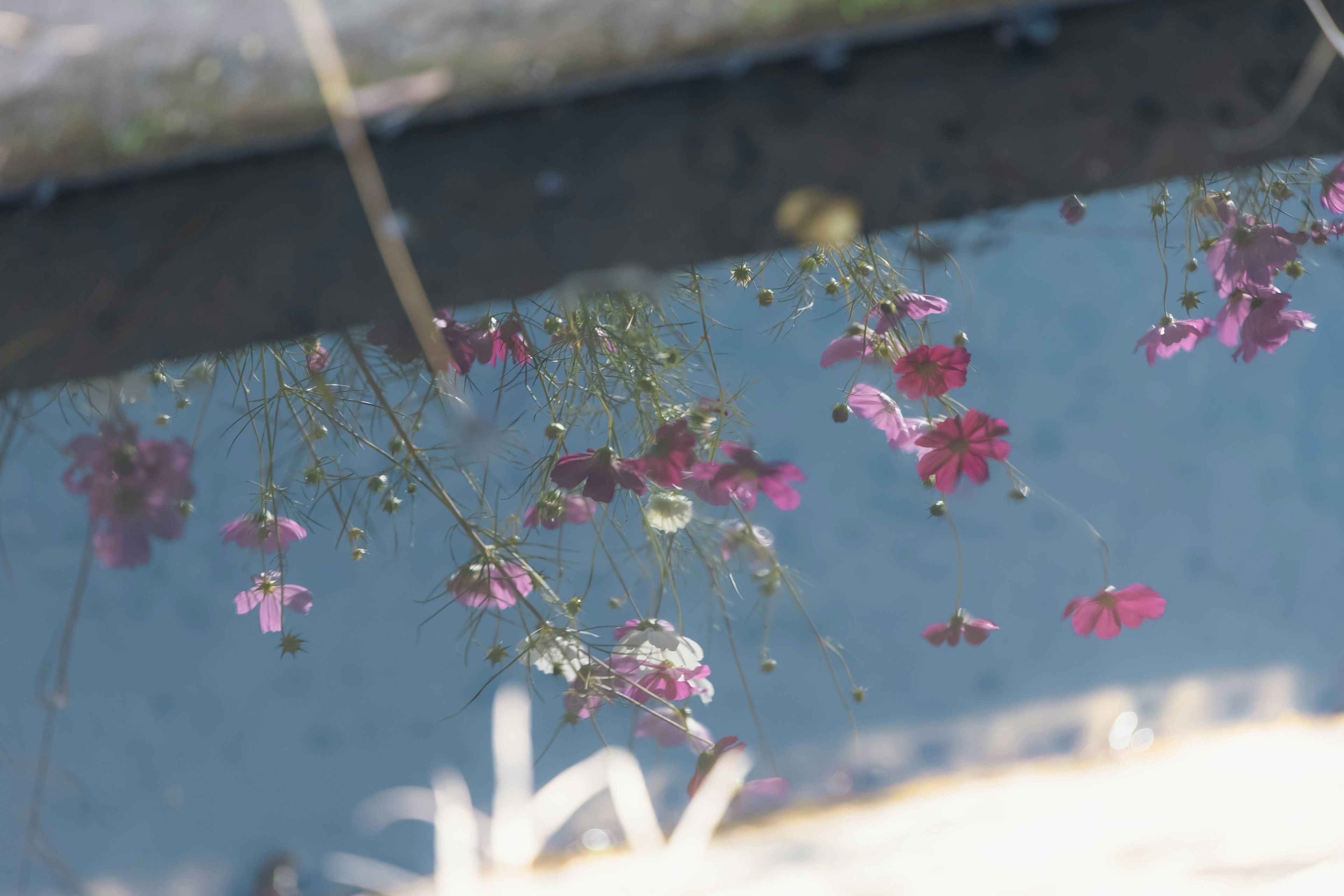 Reflejo de flores en la superficie del agua con colores suaves