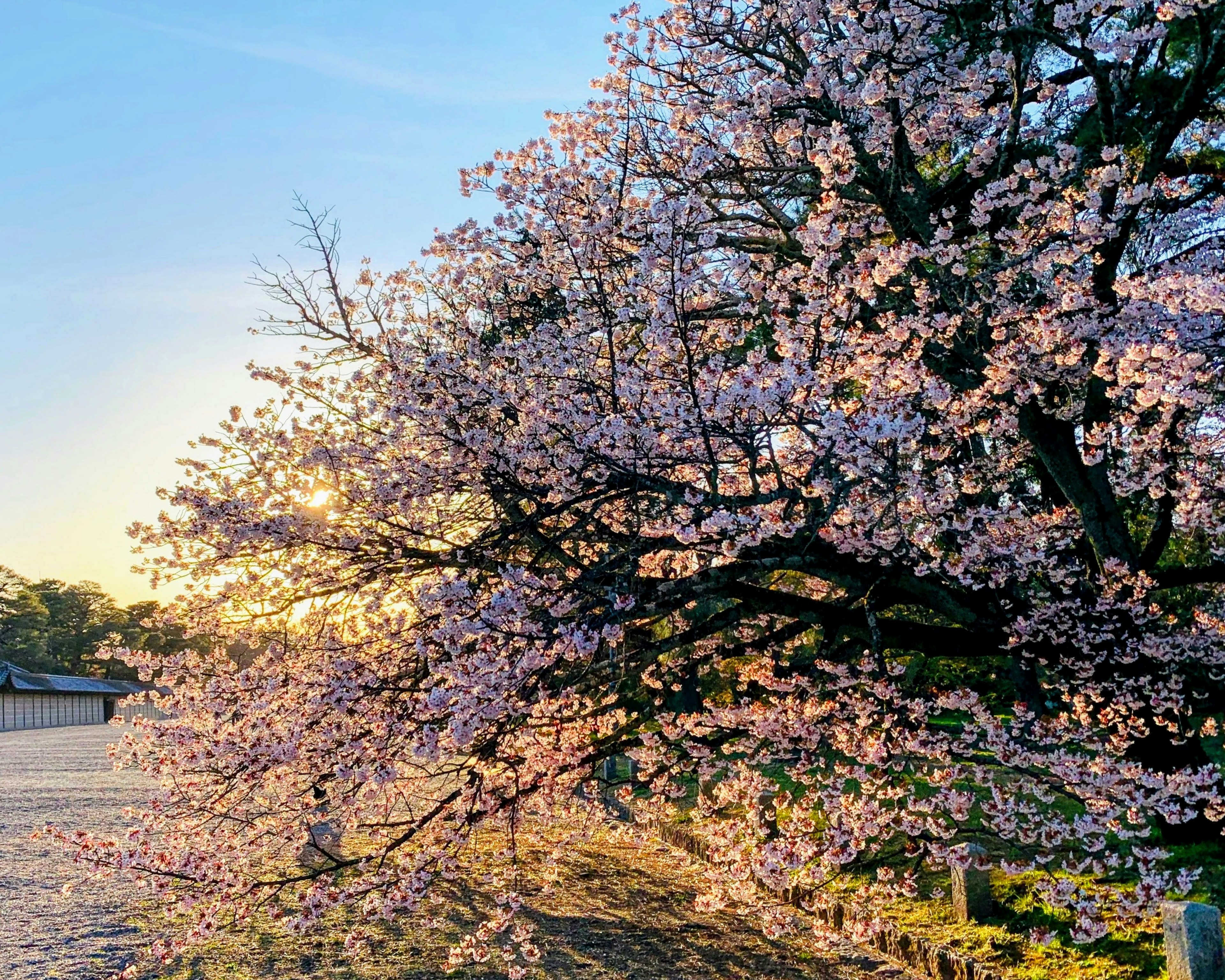 Pohon sakura yang indah dengan latar belakang matahari terbenam