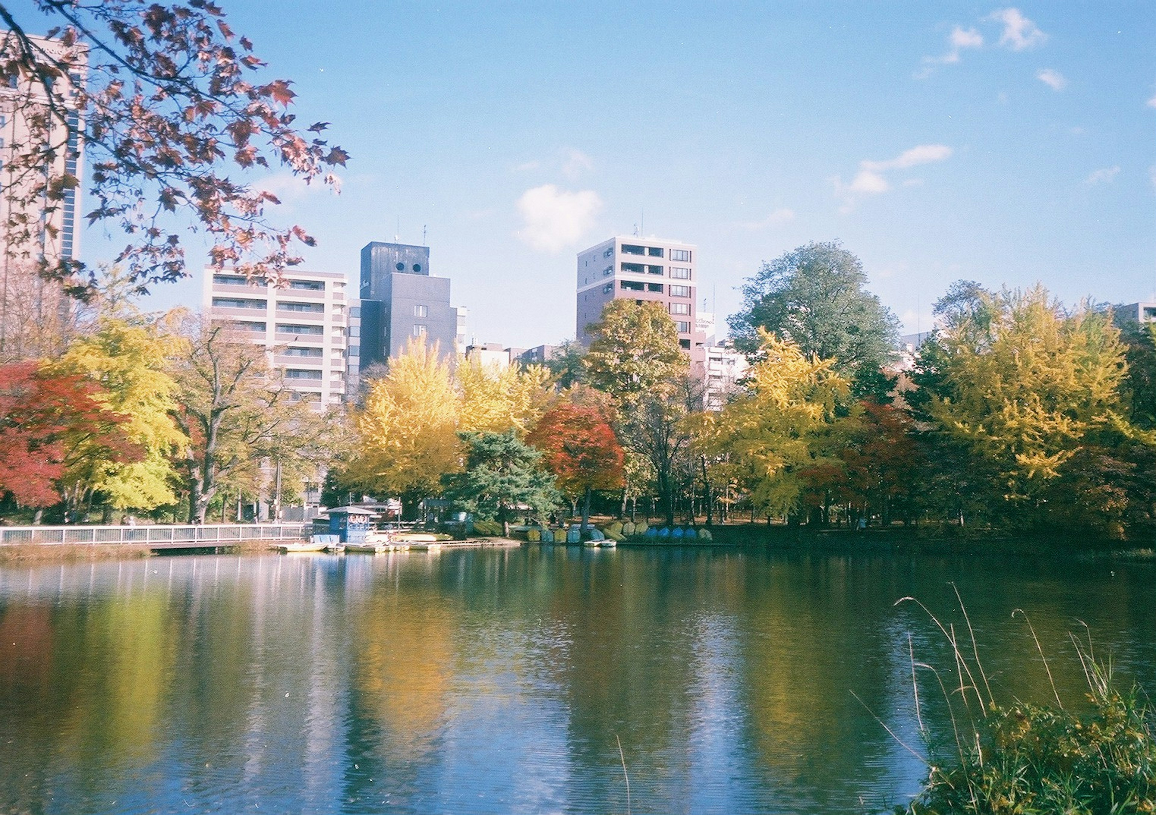 秋の色づいた木々と穏やかな水面が映る公園の風景