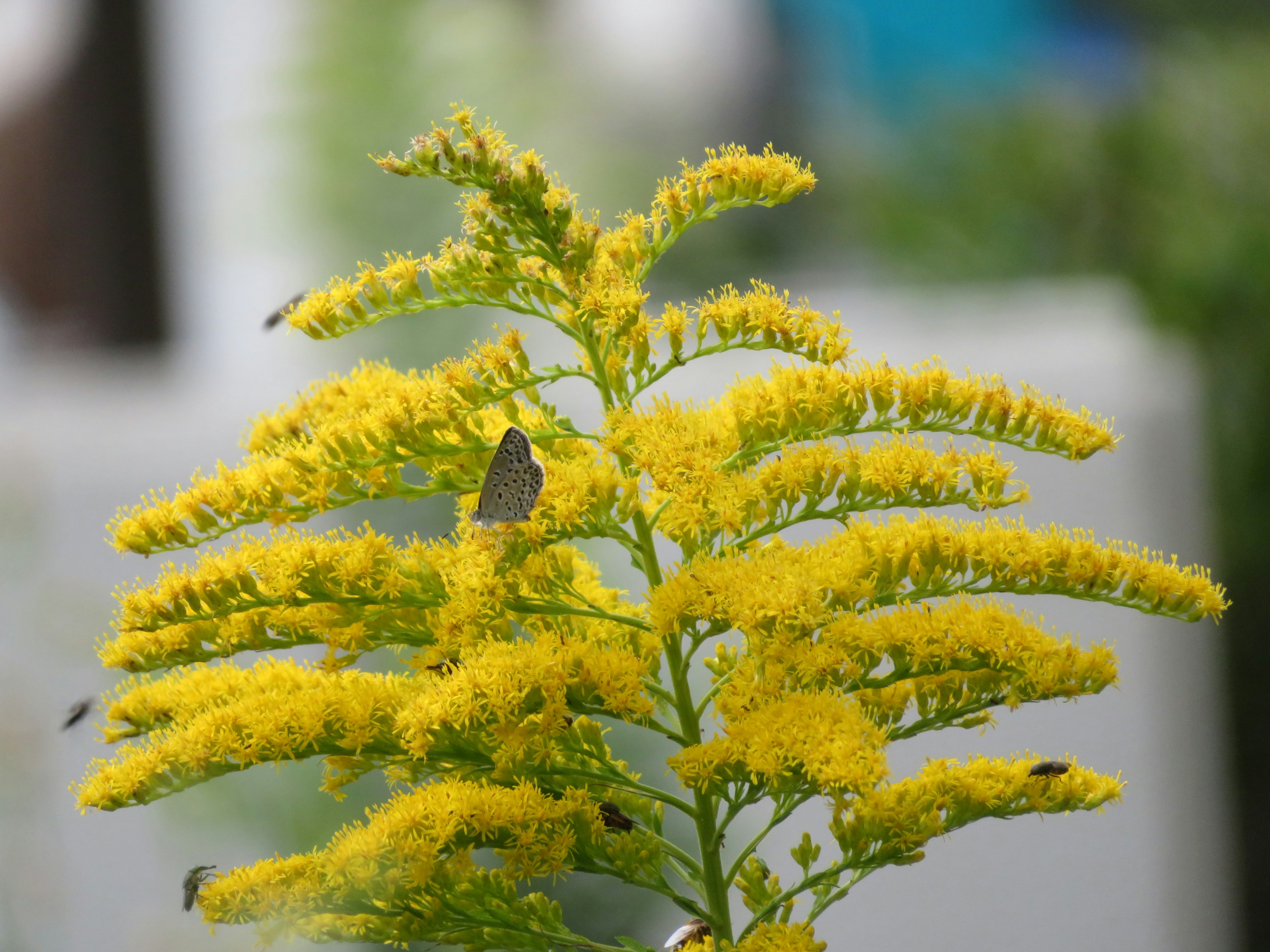 A plant with yellow flowers and butterflies resting on it