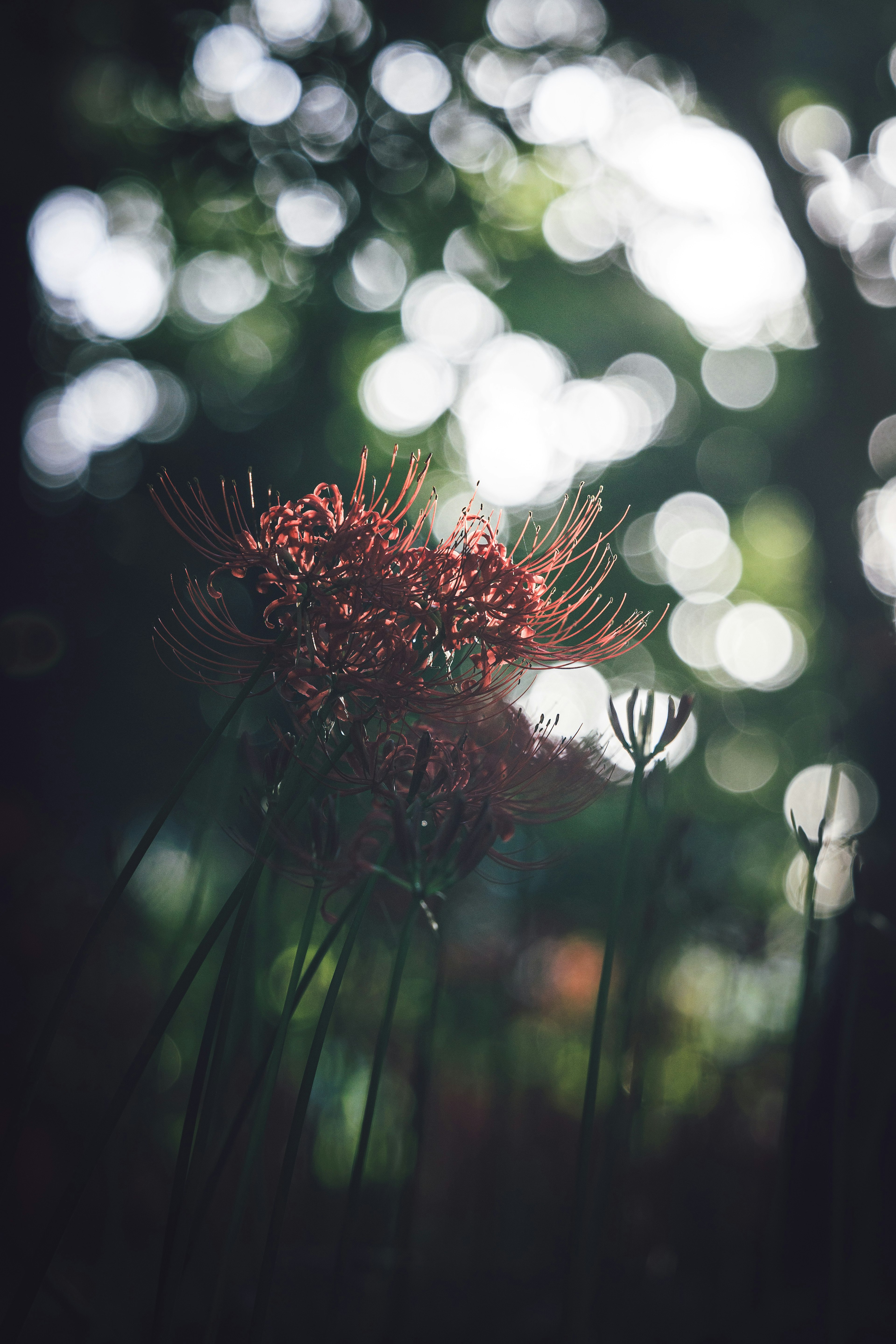 Red spider lily flowers against a blurred dark background