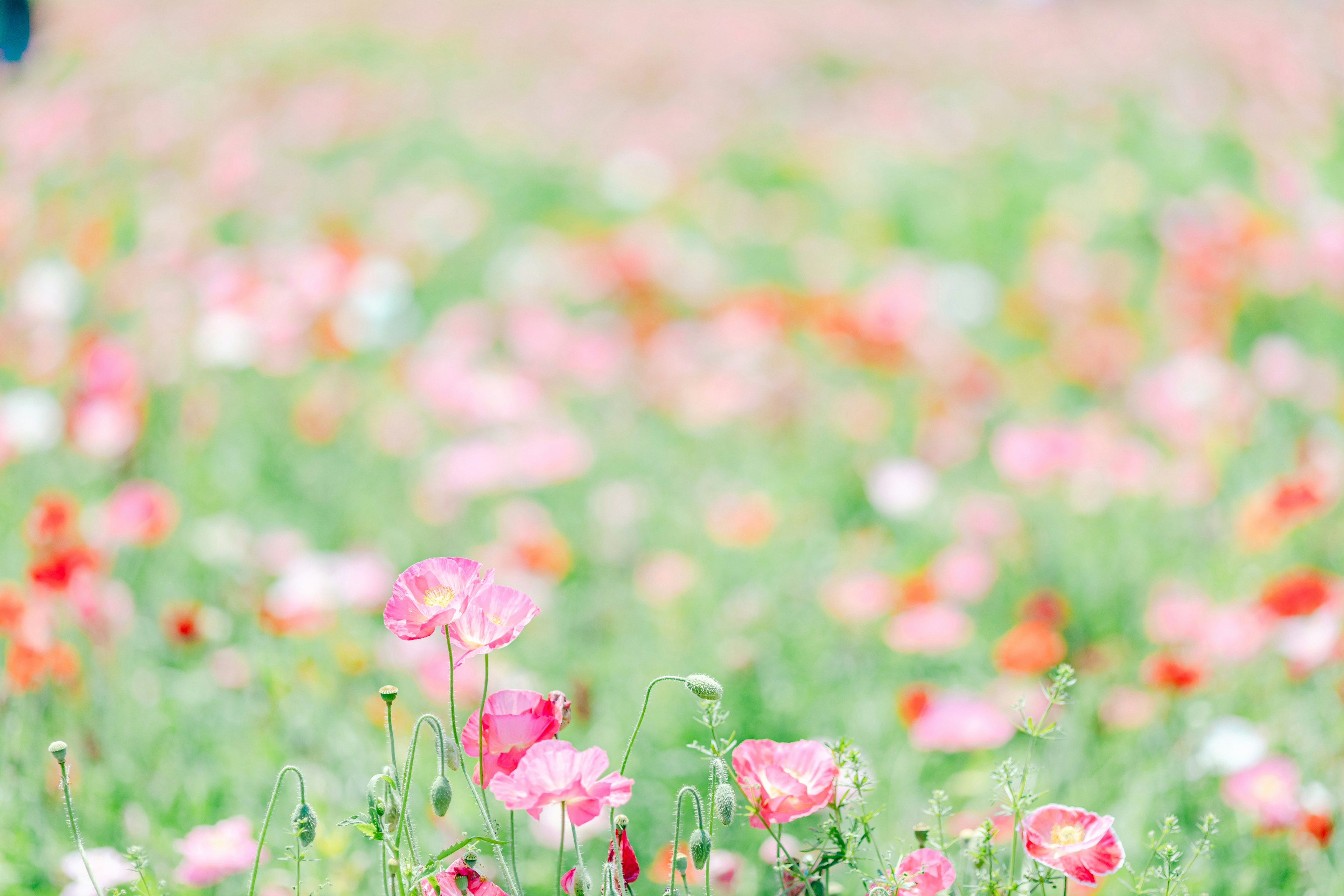 色とりどりの花が咲く美しい野原の風景