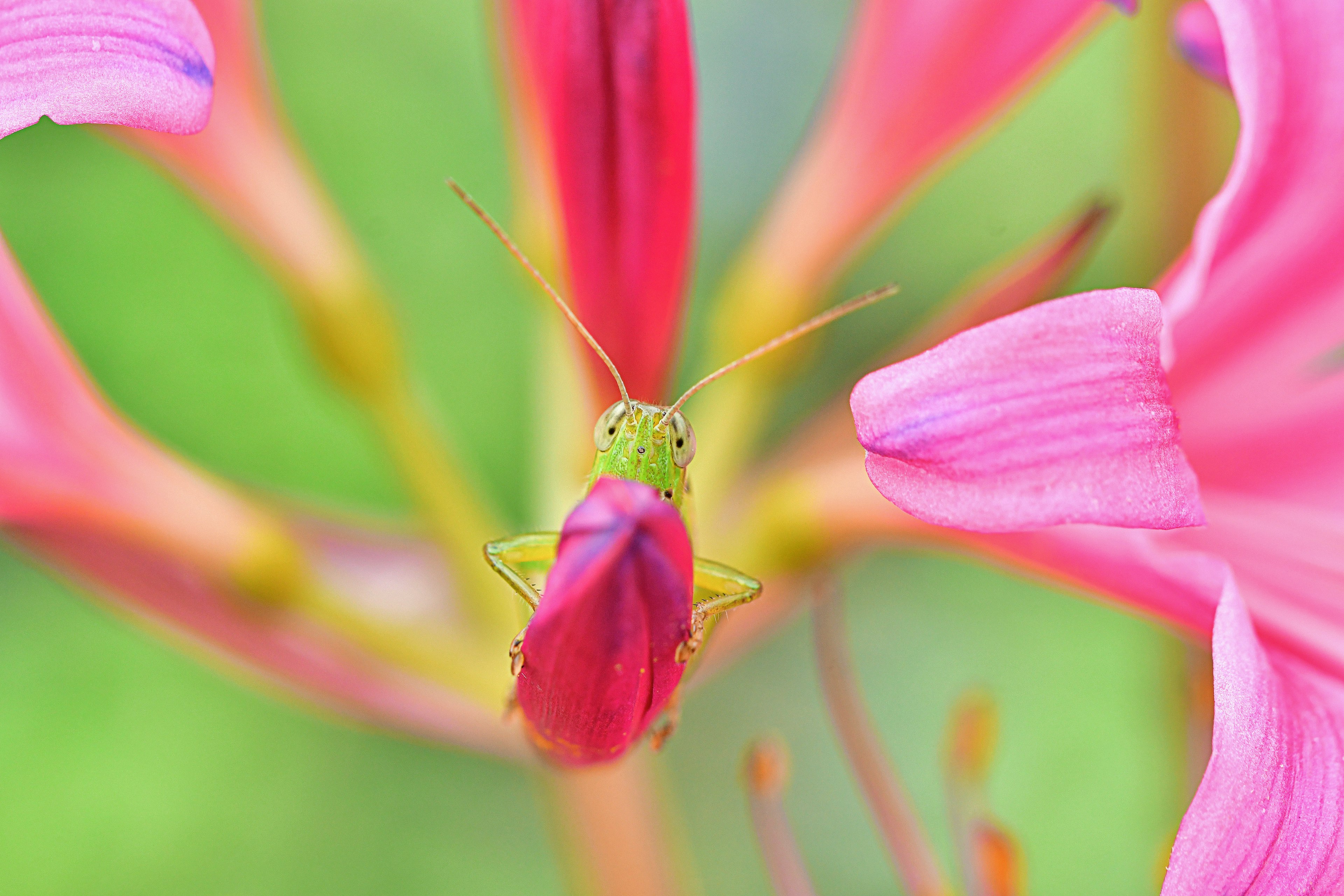 Acercamiento de un insecto verde anidado entre pétalos de flores rosas