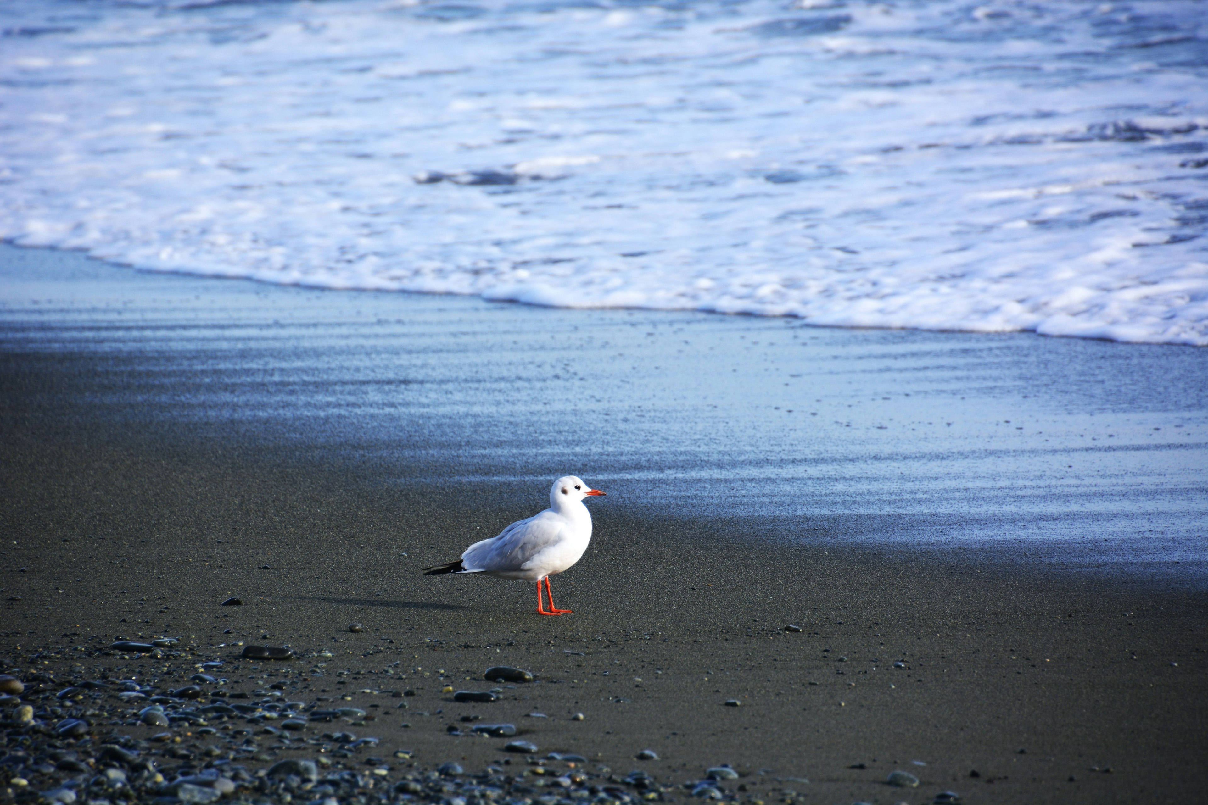 A white seagull standing on the beach beside the ocean