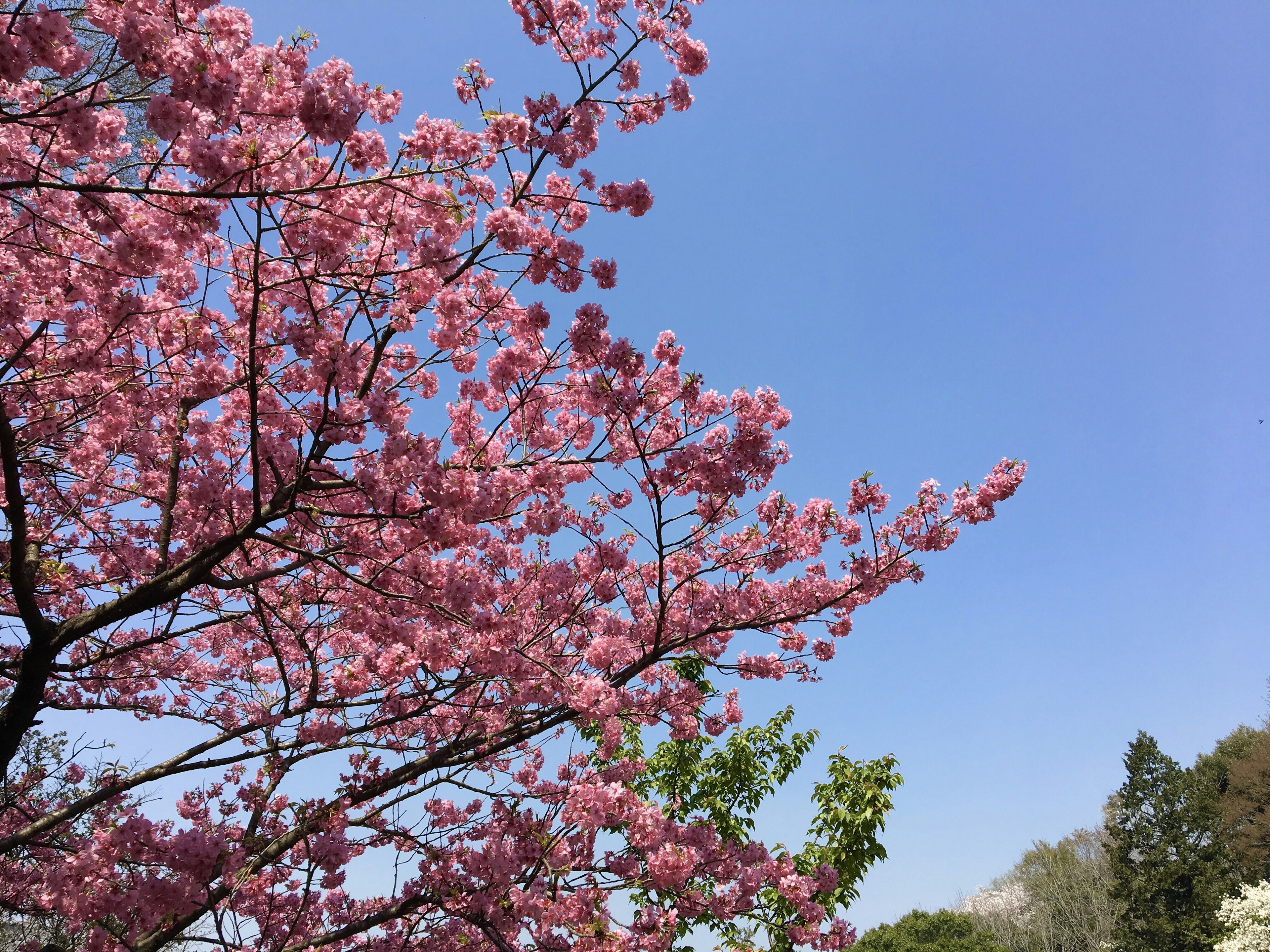 Kirschblüten in voller Blüte unter einem klaren blauen Himmel