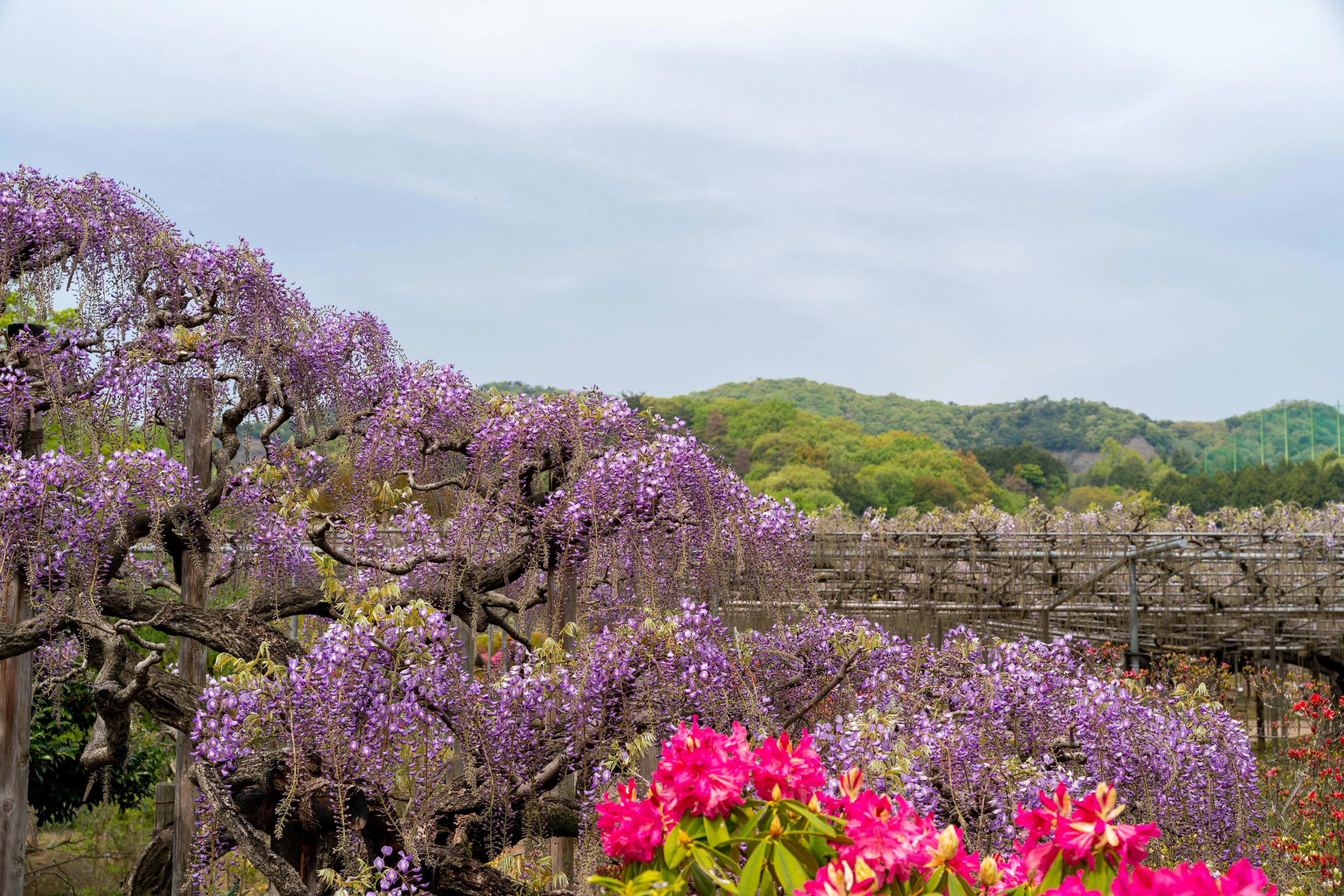 ทิวทัศน์ที่มีดอกวิสทีเรียสีม่วงและบูเกนวิลเลียสีชมพู