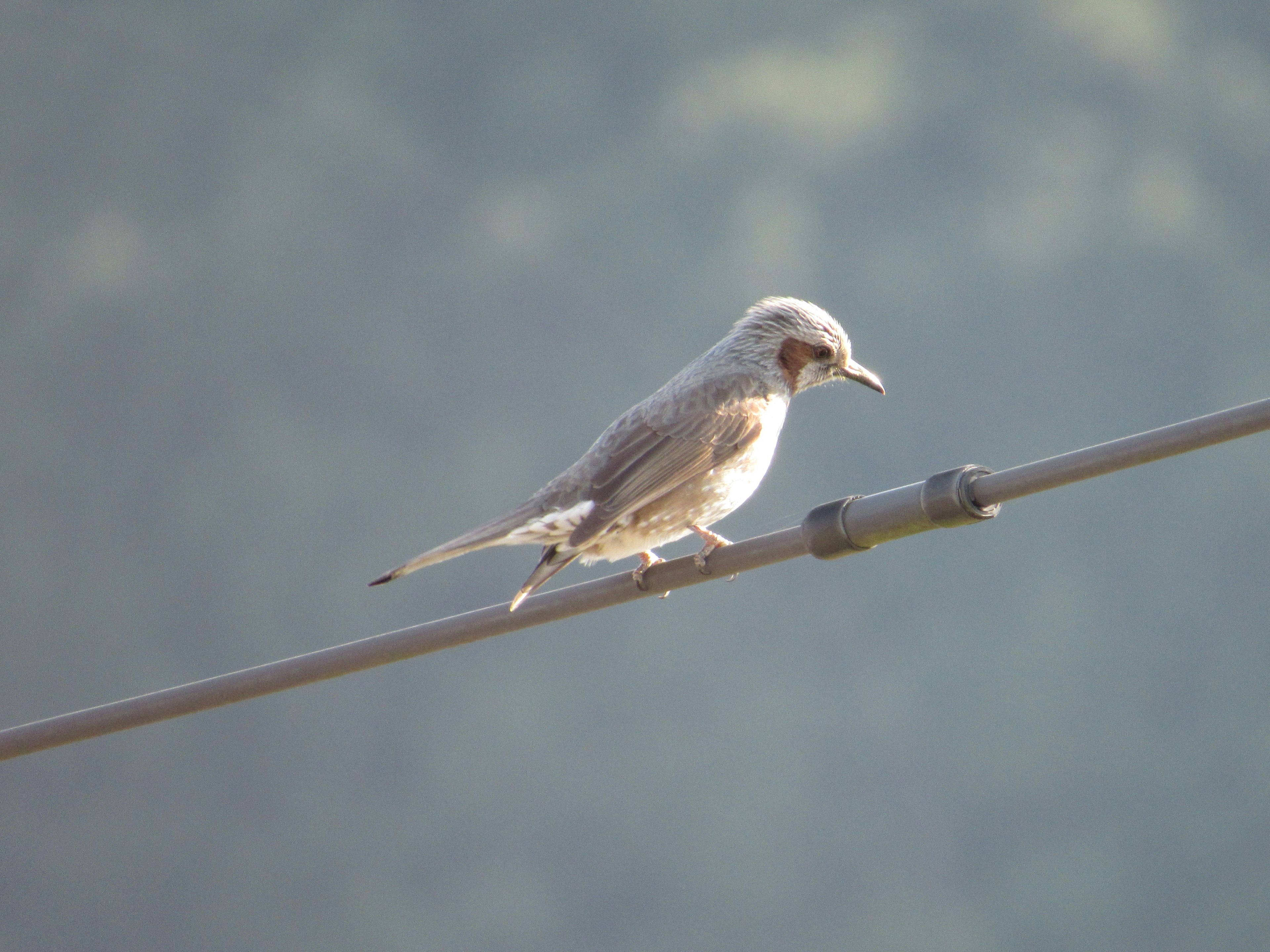 A slender bird perched on a wire with a blurred green background