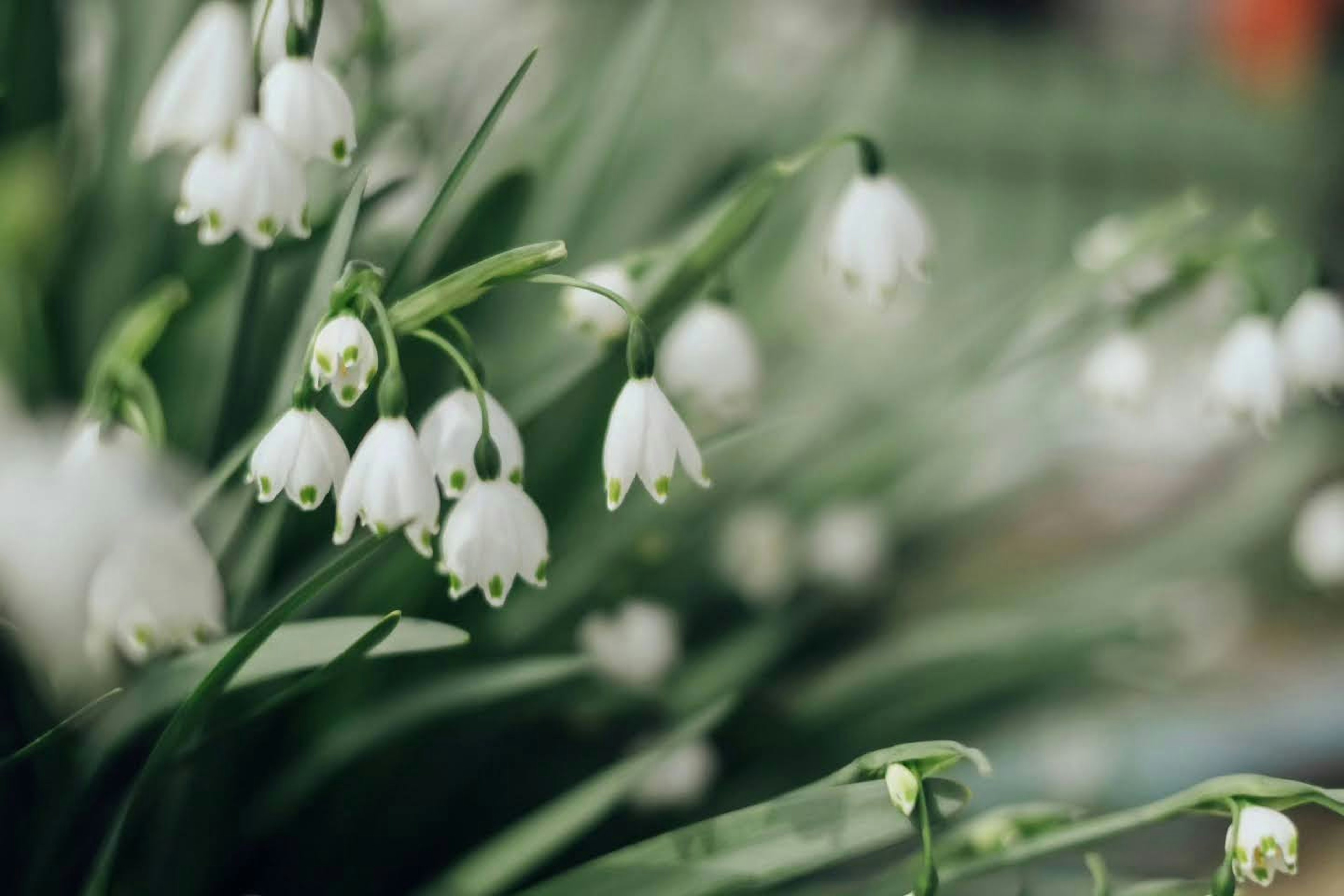 Bunga snowdrop putih dengan latar belakang daun hijau