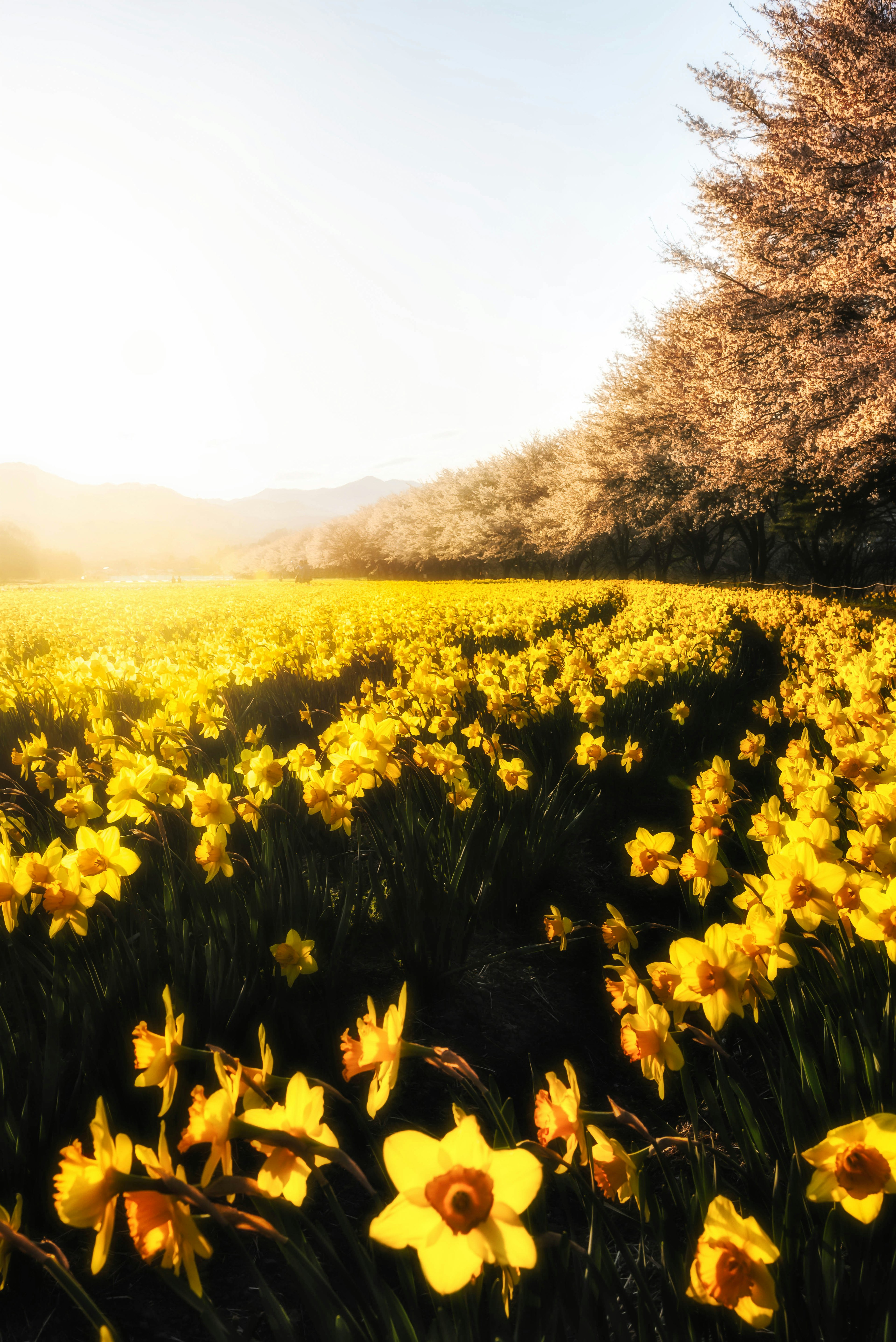 A vibrant field of yellow daffodils blooming under bright spring sunlight