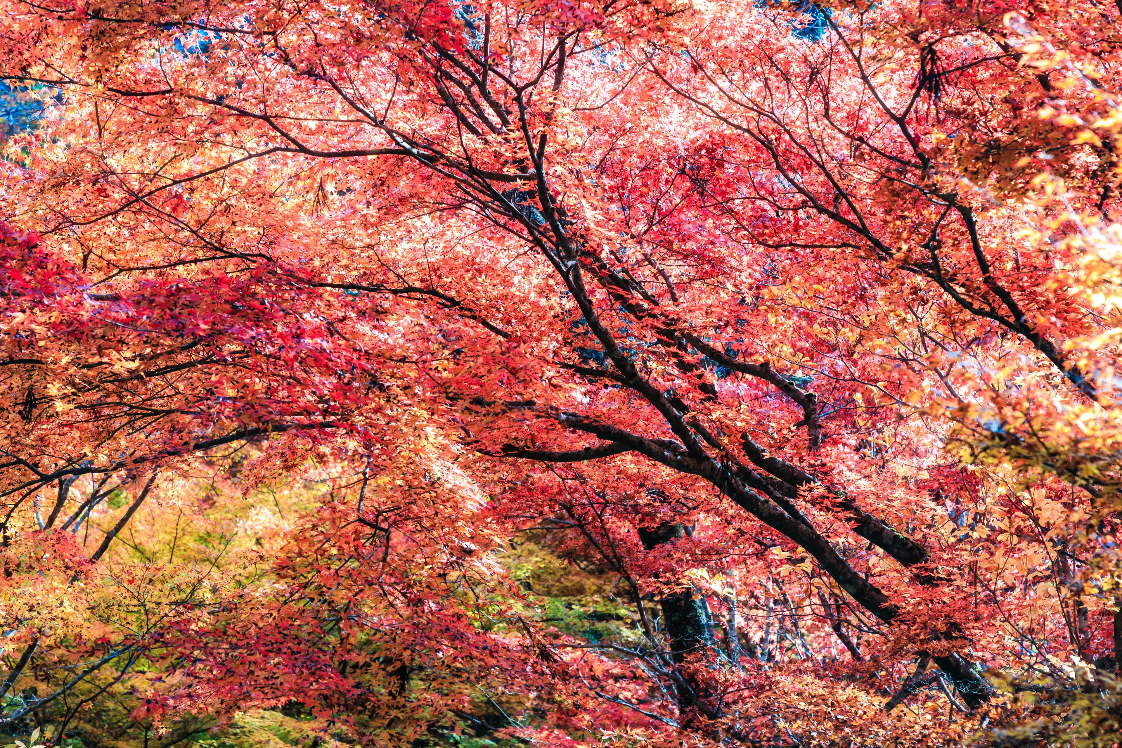 ใบไม้ฤดูใบไม้ร่วงที่มีสีสันสดใสในเฉดสีแดงและส้ม