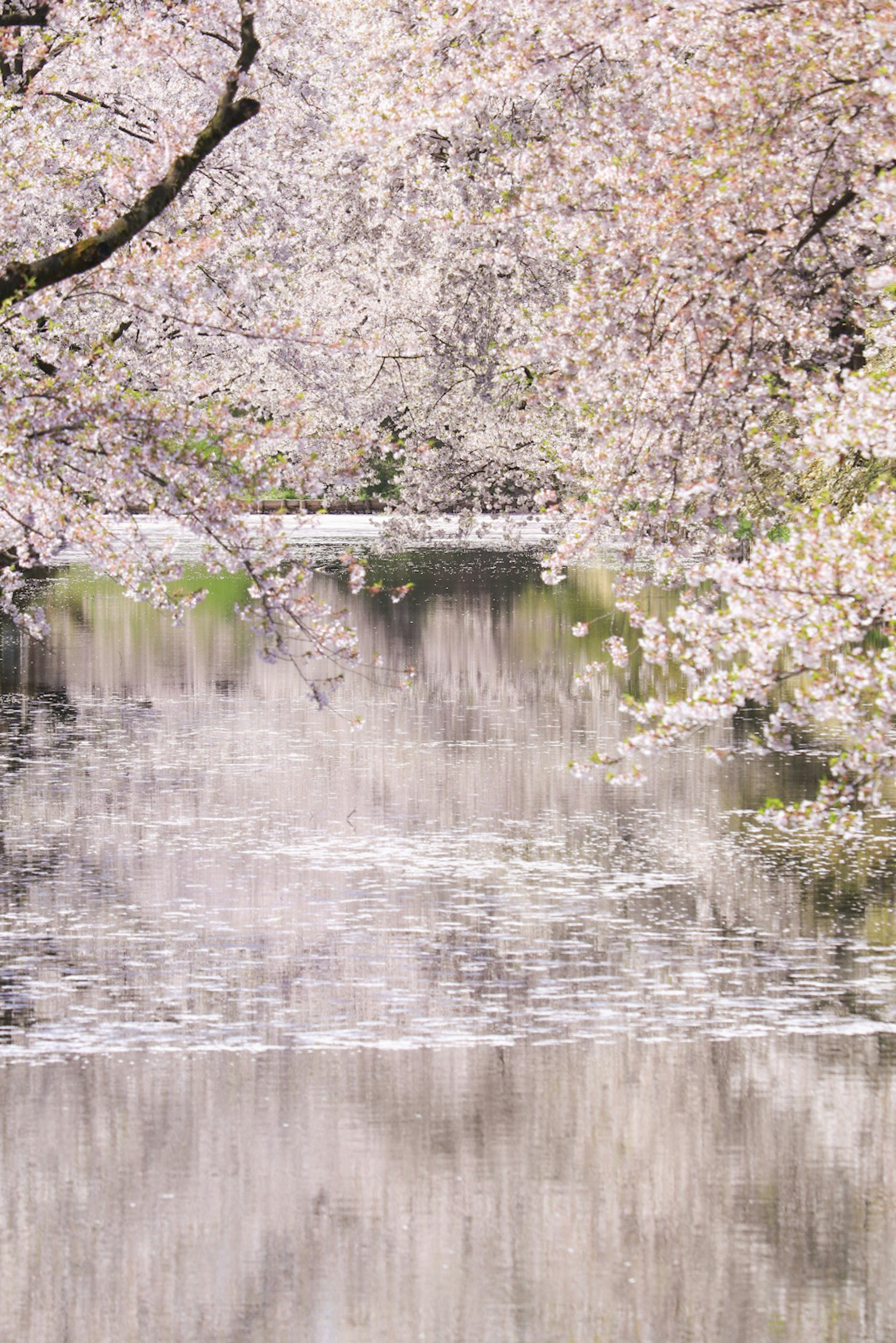 Un paesaggio fluviale sereno con ciliegi in fiore che si riflettono sull'acqua calma