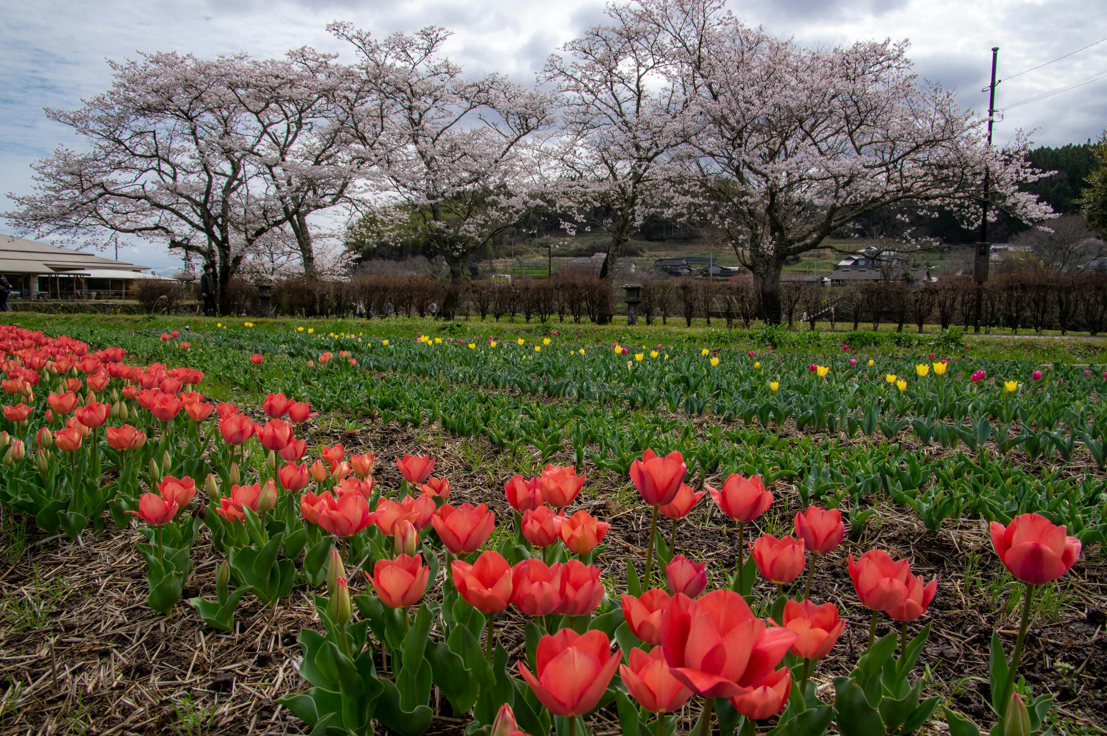 Campo de tulipanes rojos con cerezos en flor al fondo