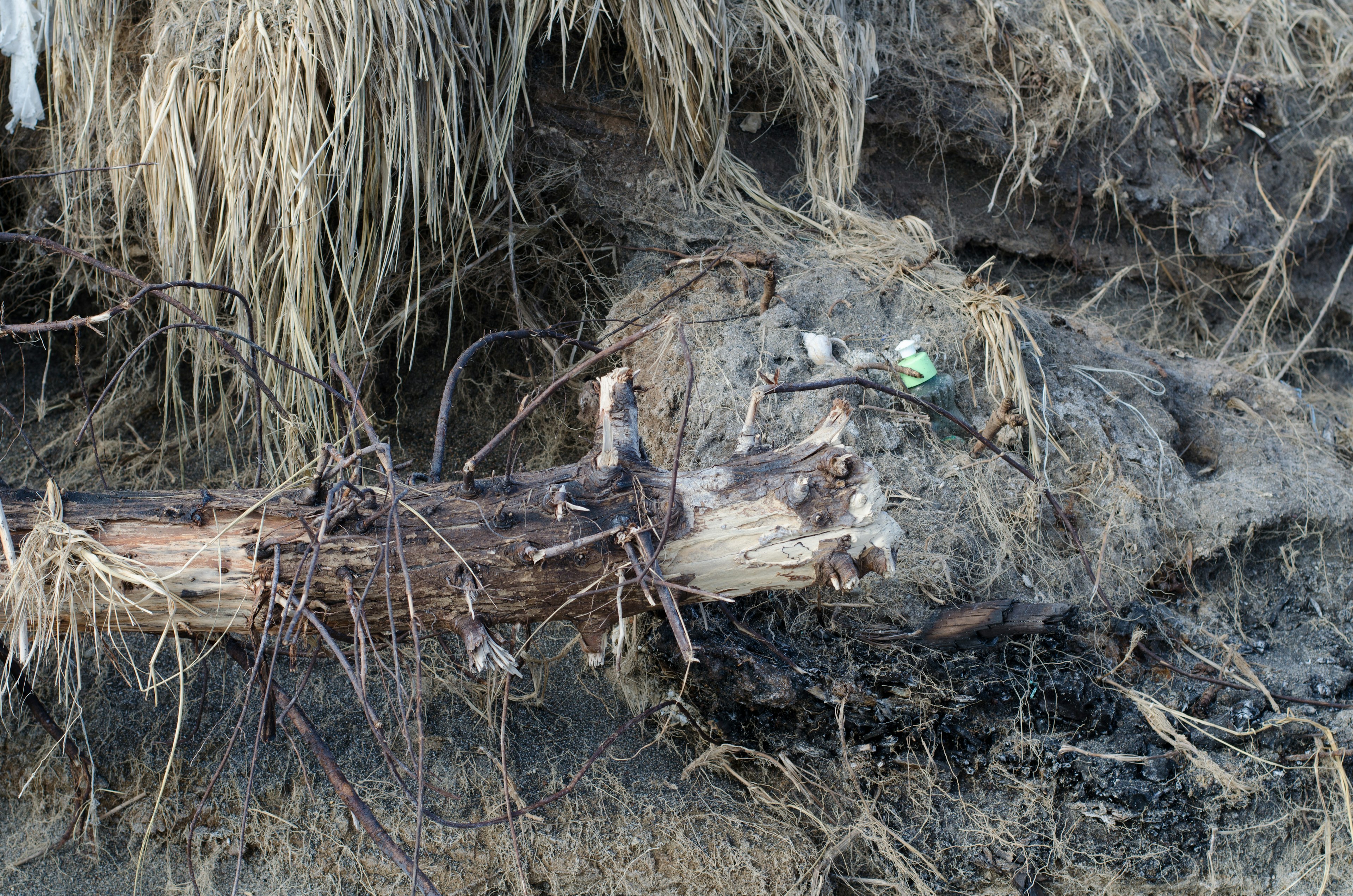 Una scena di radici di alberi e erba in una zona umida