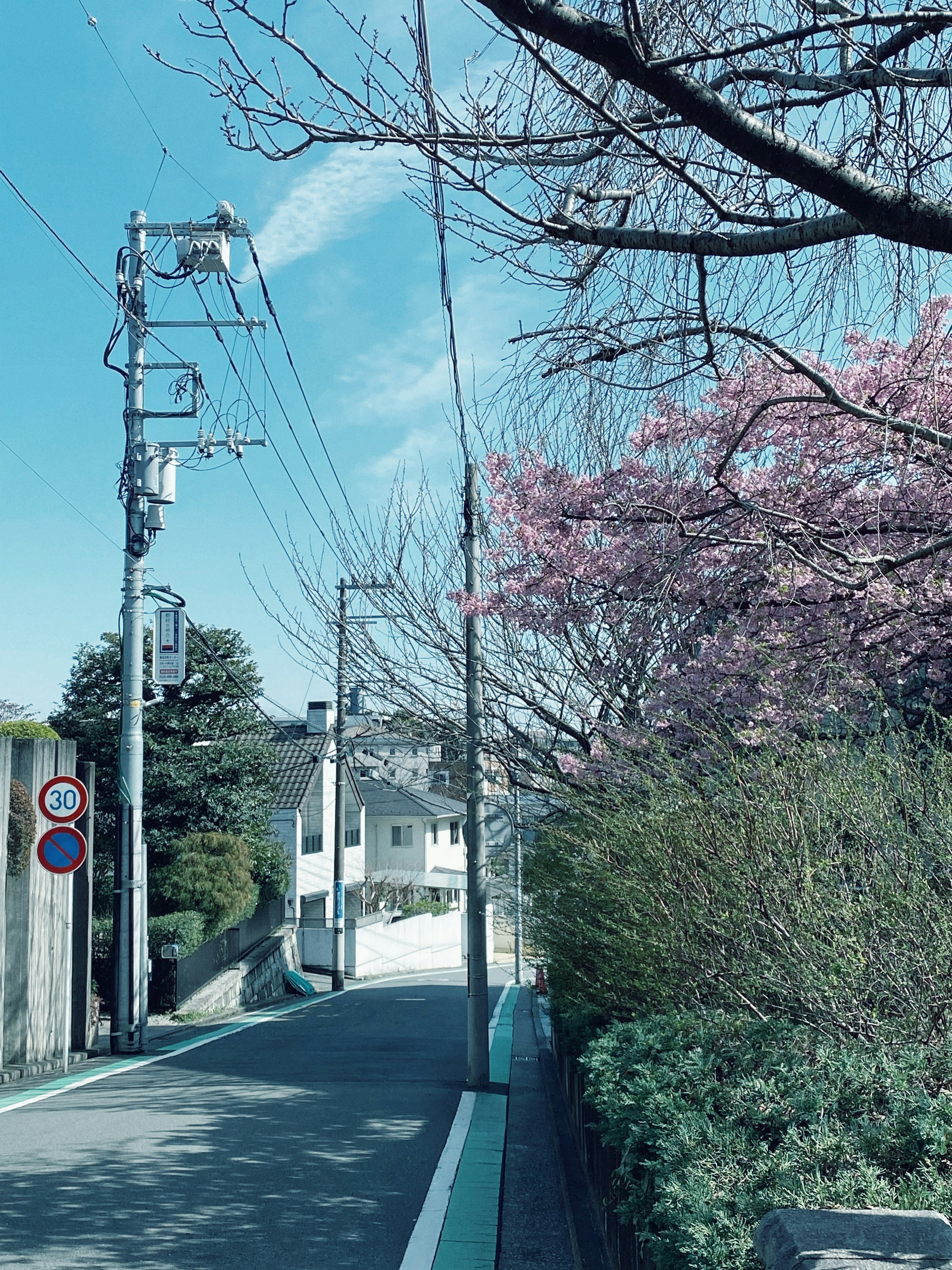 青い空の下にある春の桜の木と静かな道