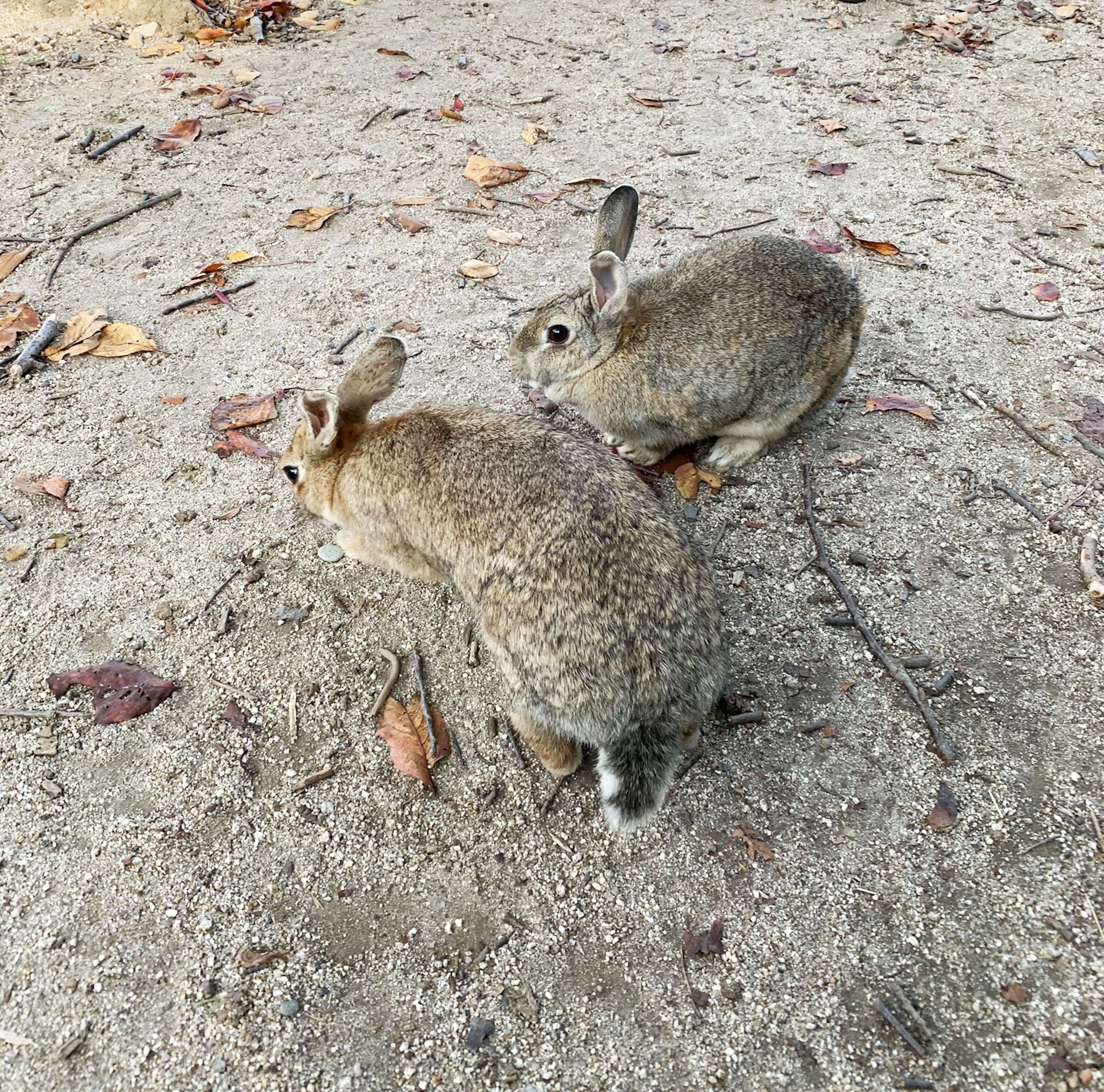 Zwei Kaninchen spielen auf dem Boden