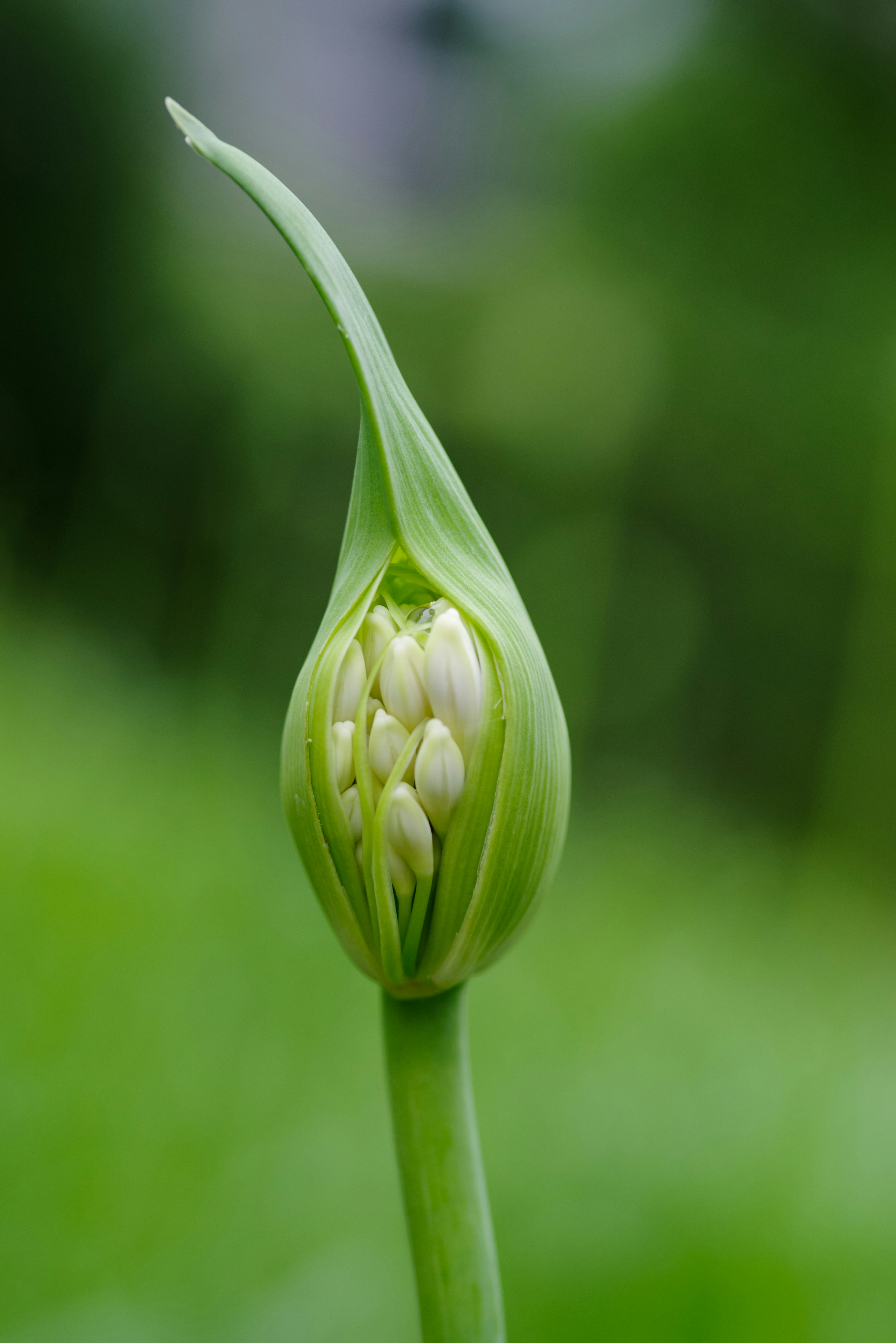 Grüner Blütenknospe vor der Blüte mit sichtbaren weißen Blütenblättern