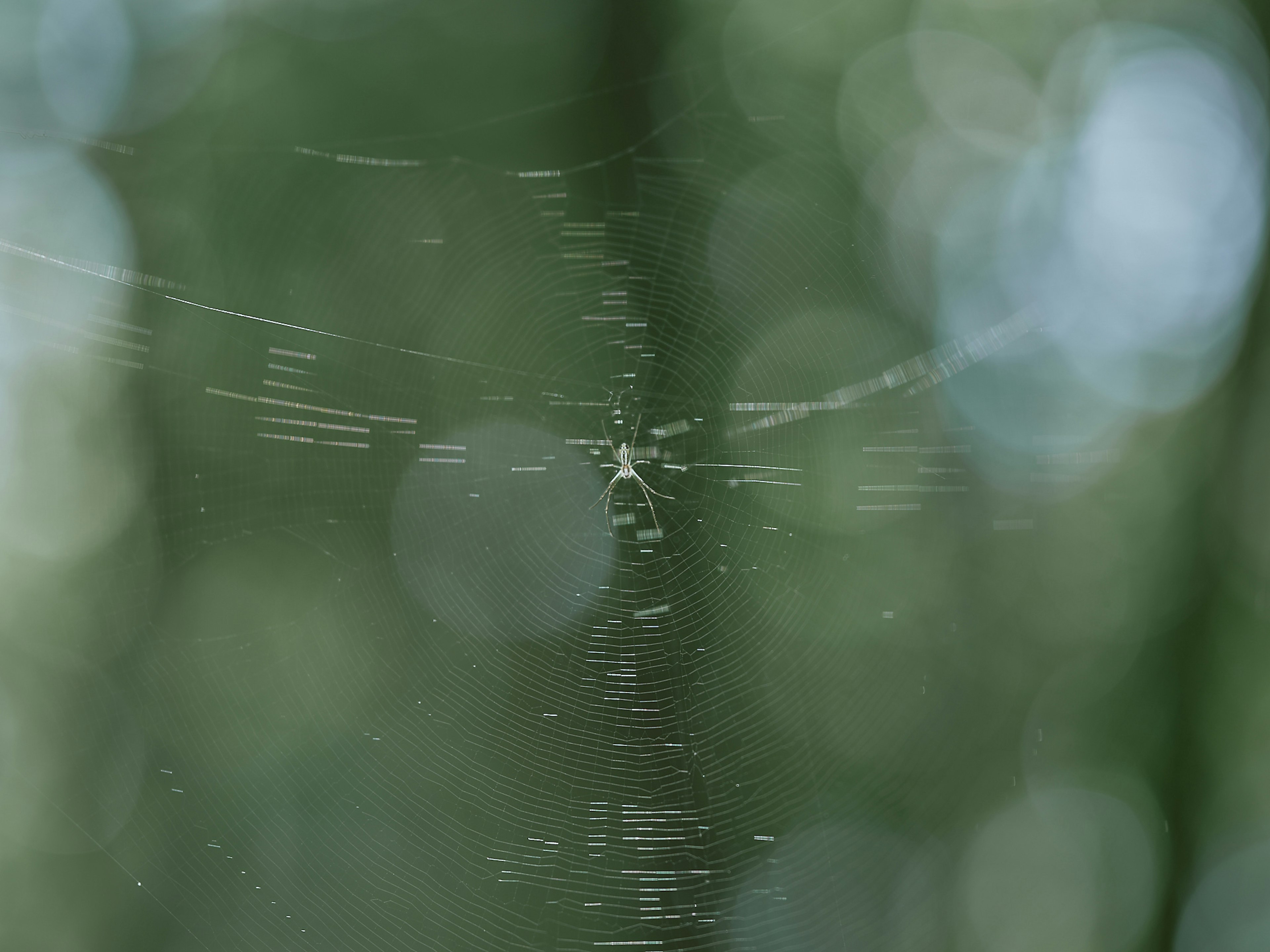 Spider web with blurred green background