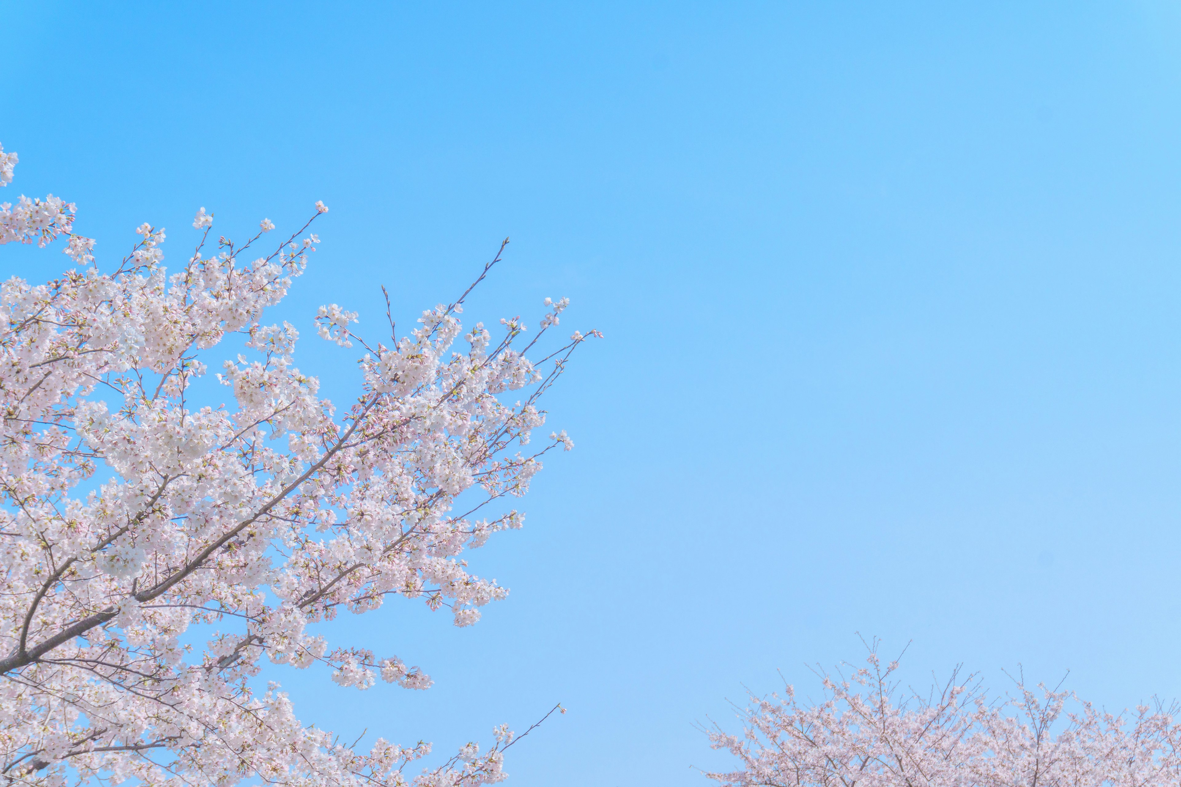 Bunga sakura mekar di bawah langit biru cerah