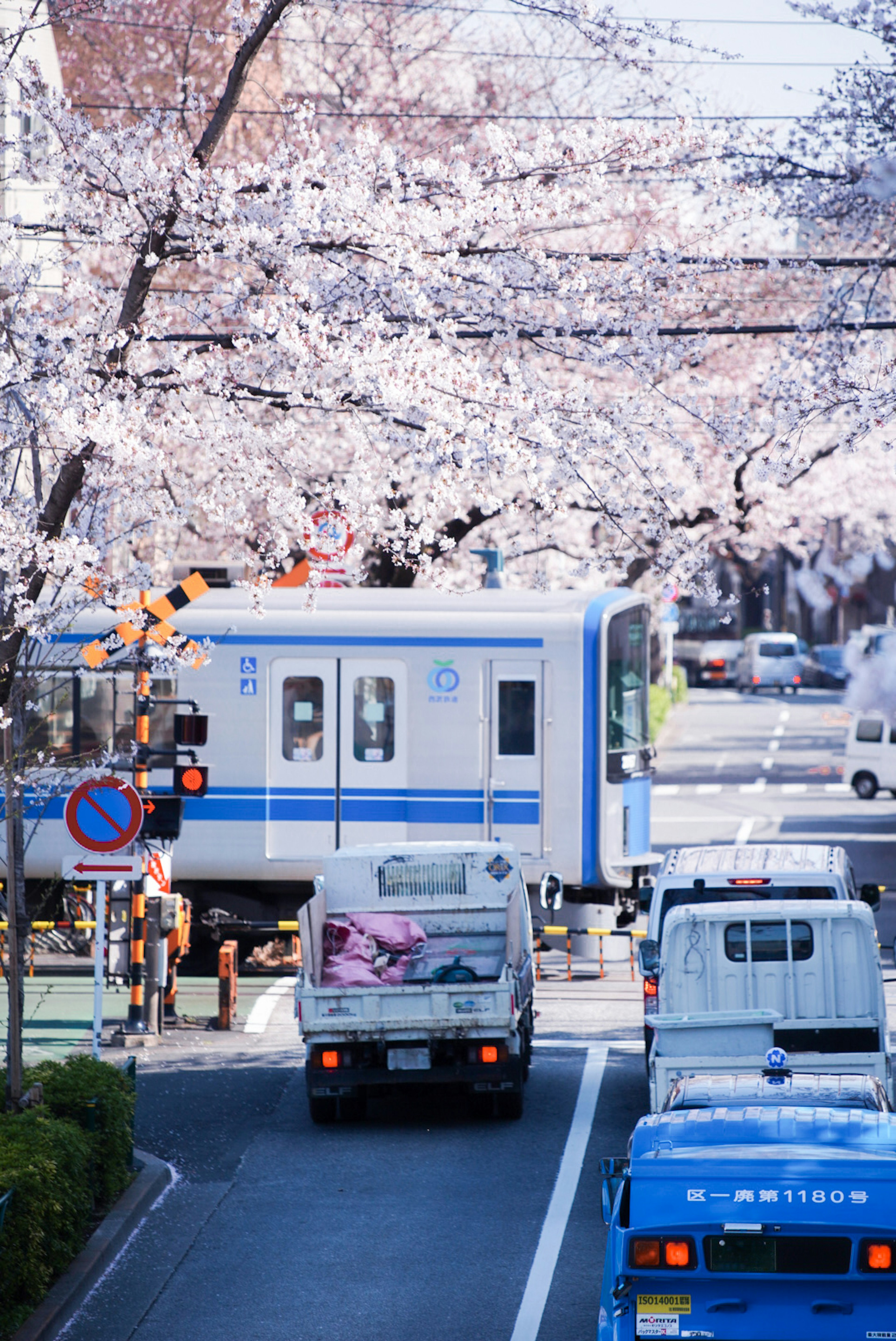 桜並木のある街道を走るトラックと電車