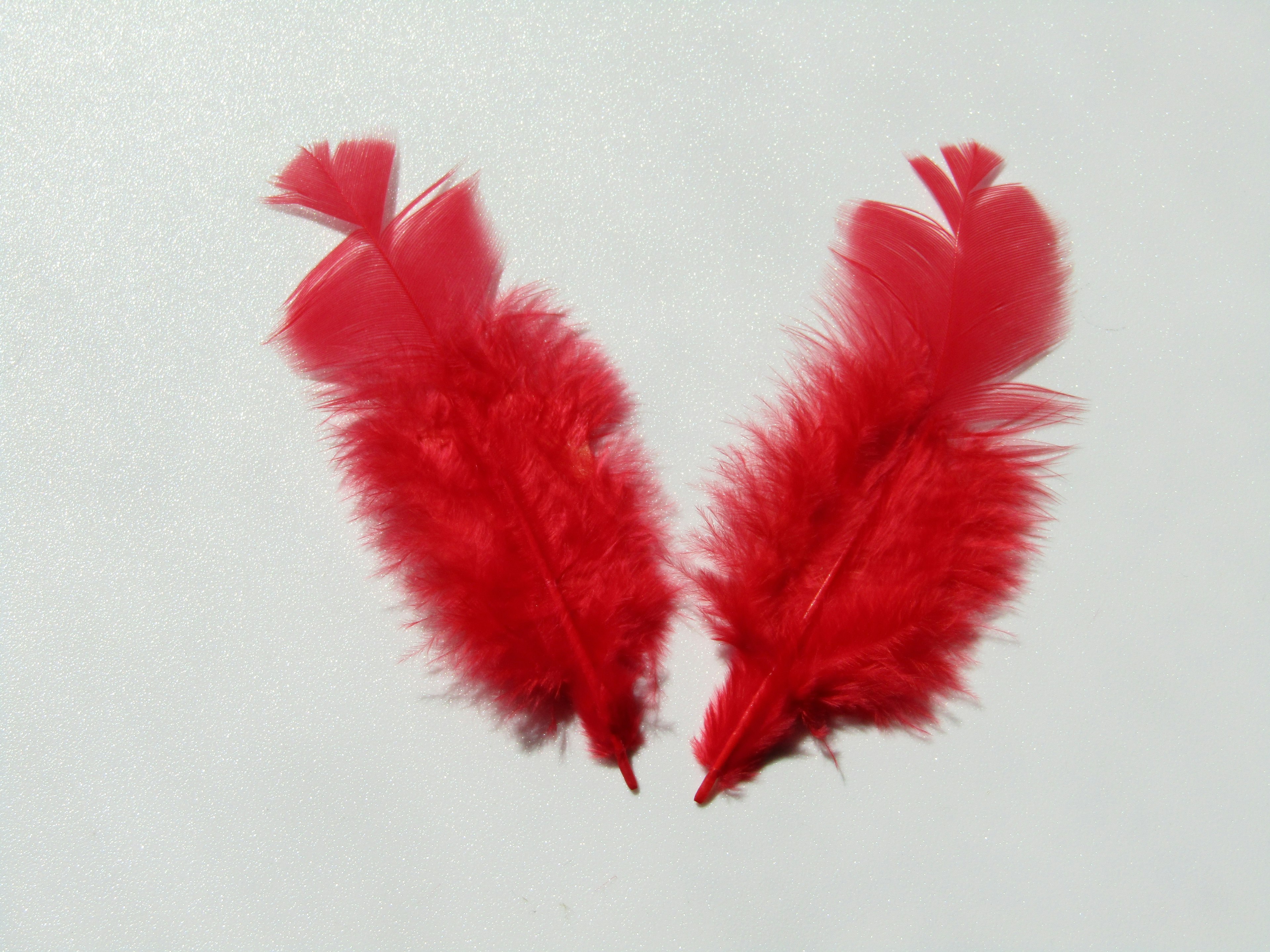 Two vibrant red feathers arranged symmetrically