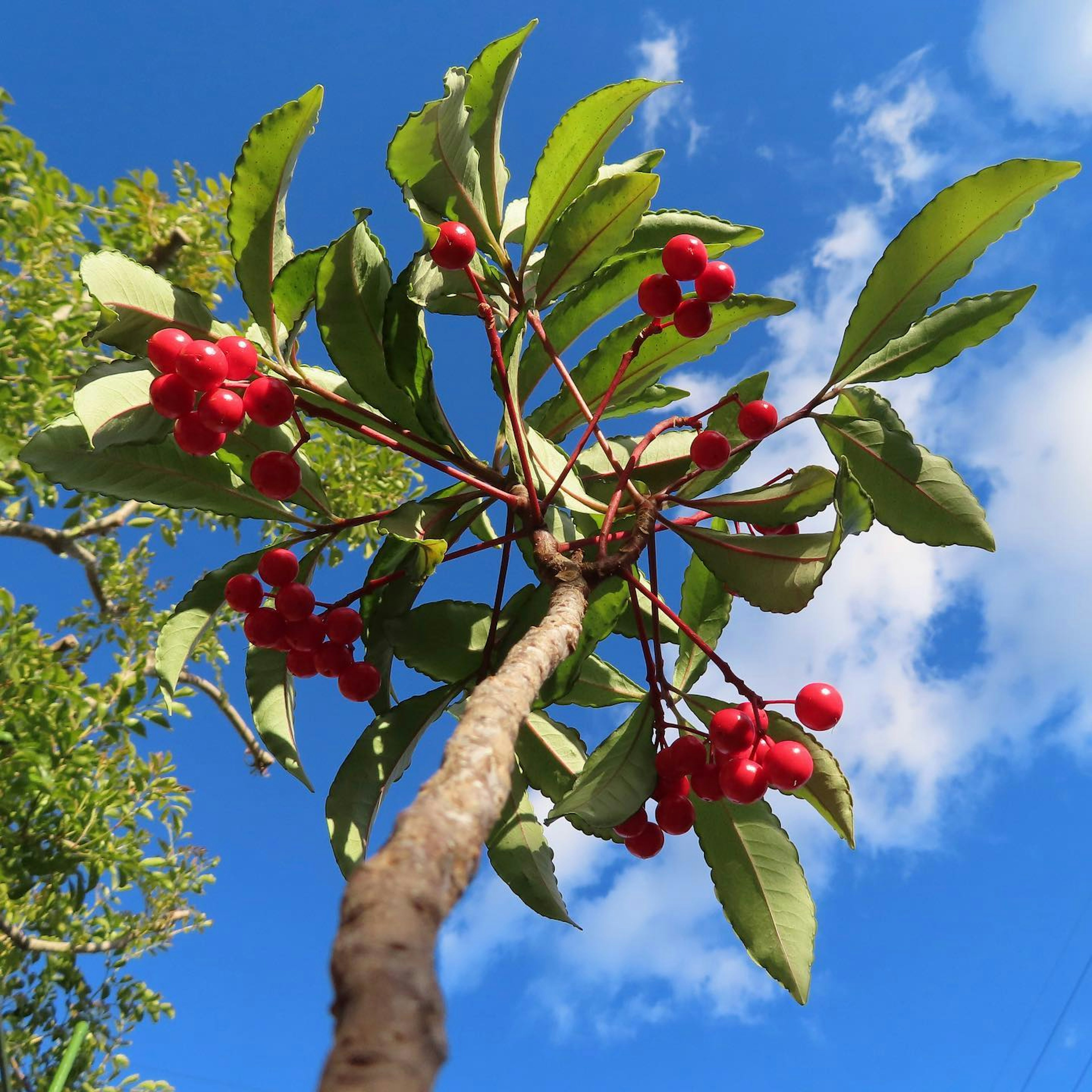 Primer plano de una rama de árbol con bayas rojas contra un cielo azul