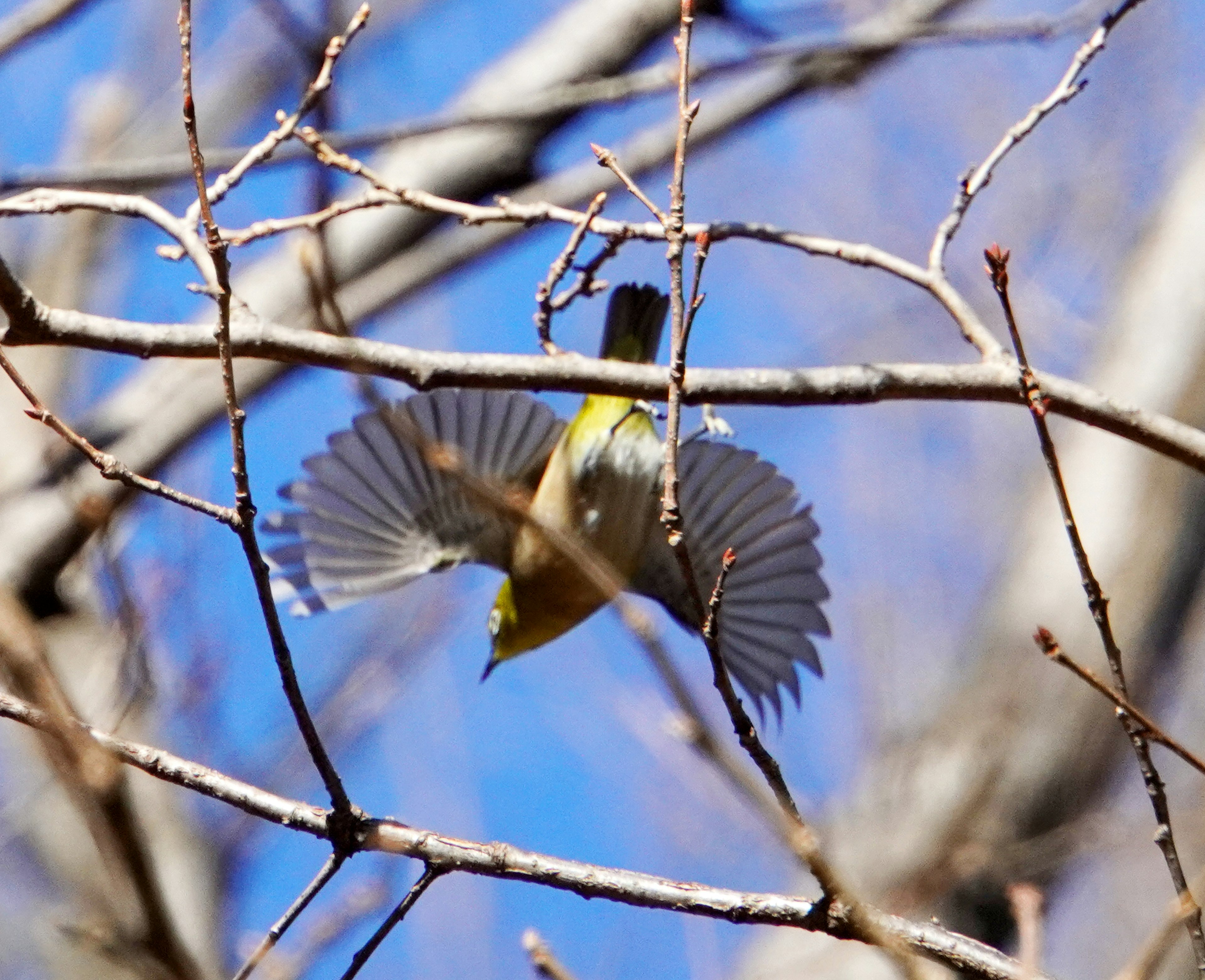 Un pequeño pájaro despegando de una rama contra un cielo azul