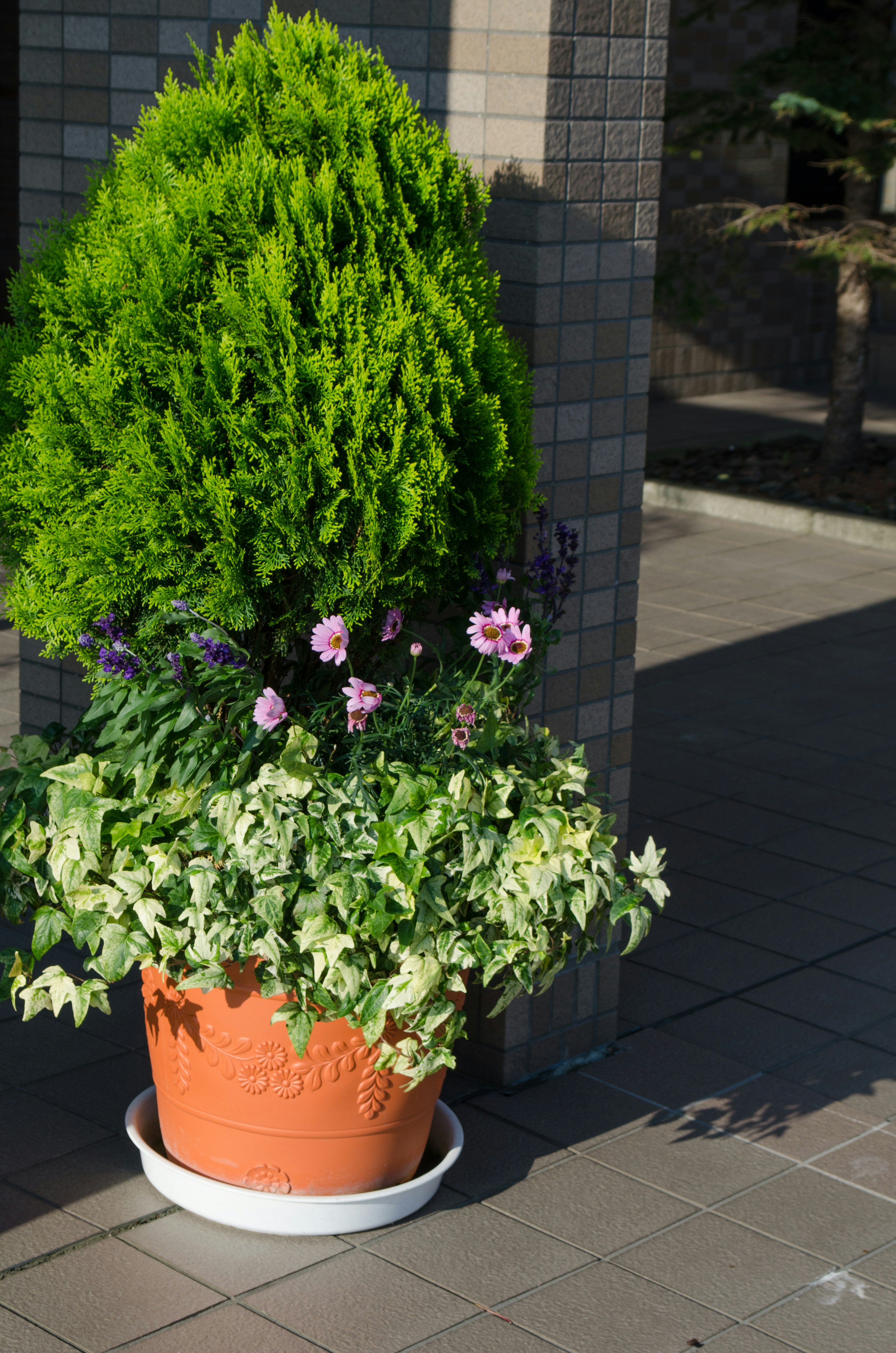 A potted plant with green foliage and purple flowers