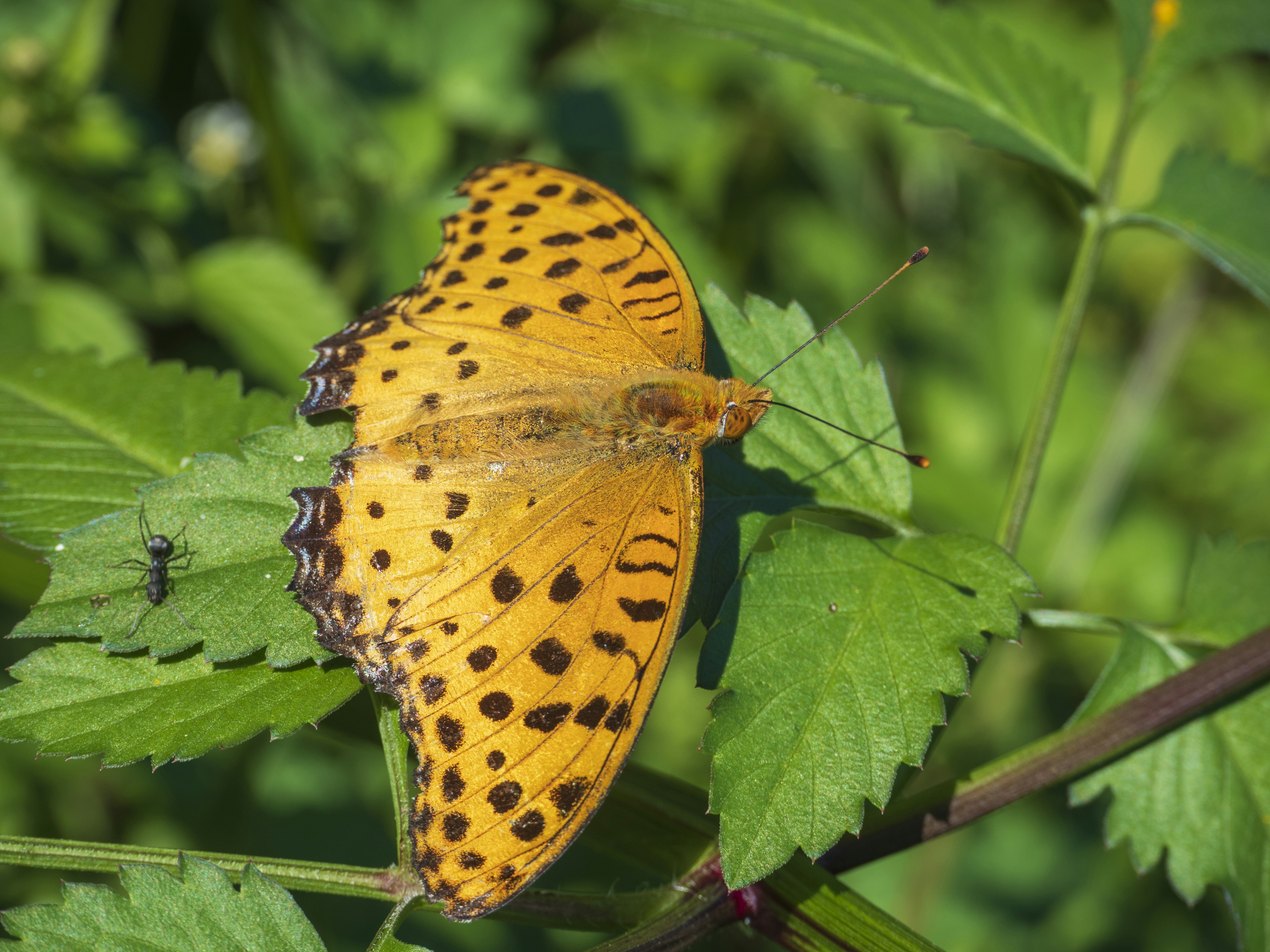 Ein lebhaft orangefarbener Schmetterling, der auf grünen Blättern ruht