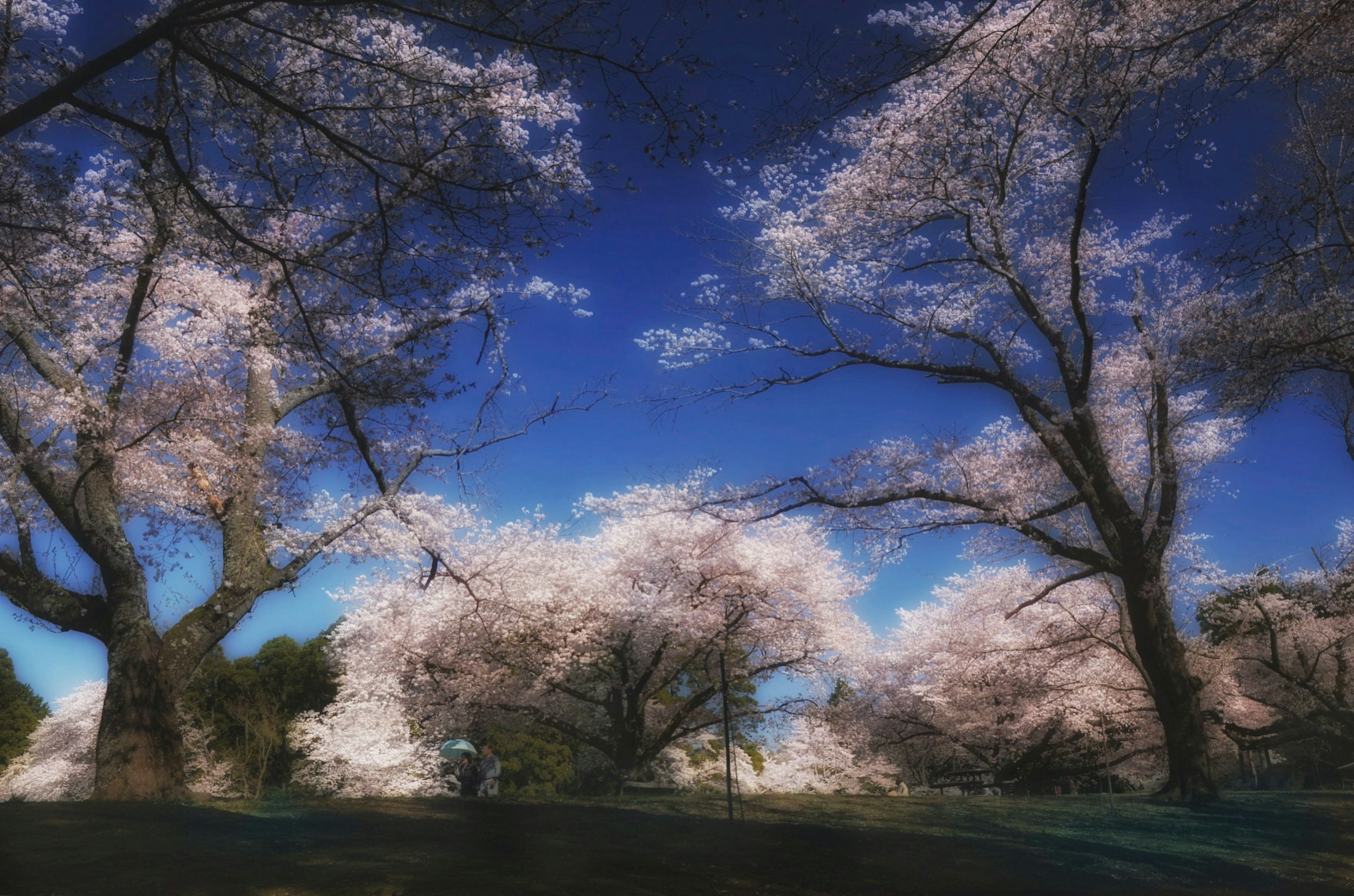 藍天下櫻花樹的風景