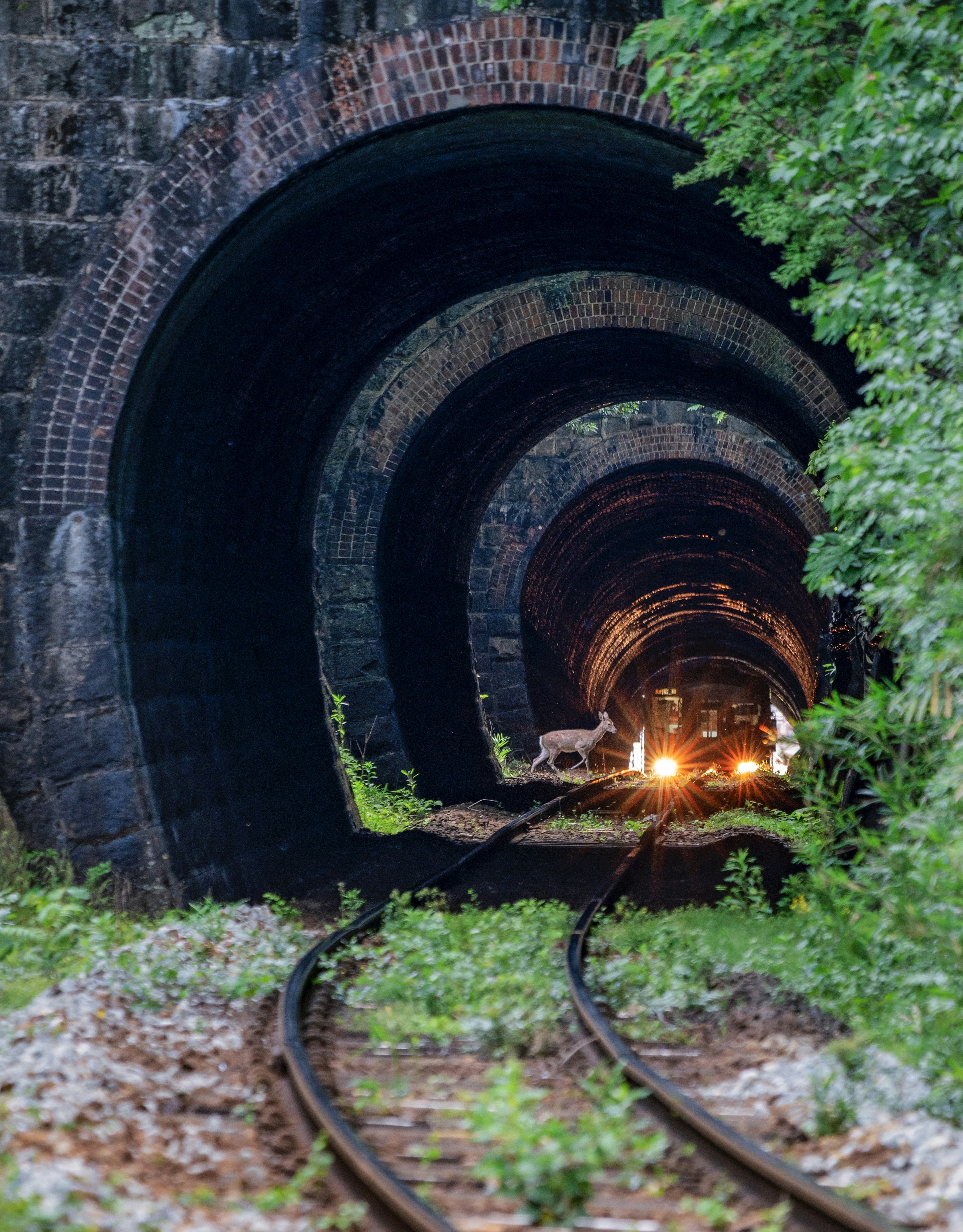 緑に覆われた線路とトンネルの内部が見える画像