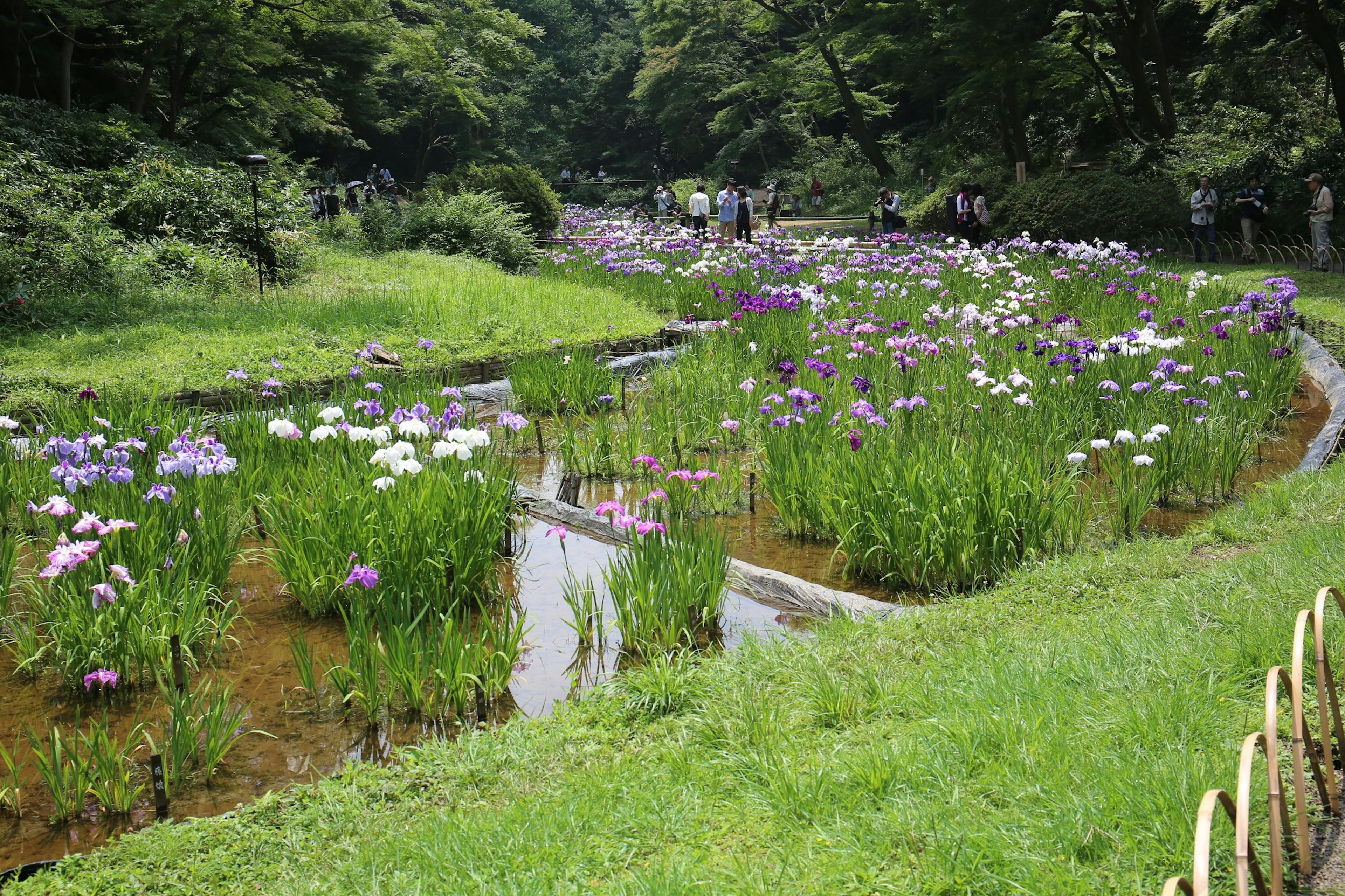 Jardín exuberante con flores moradas y blancas floreciendo a lo largo de un arroyo