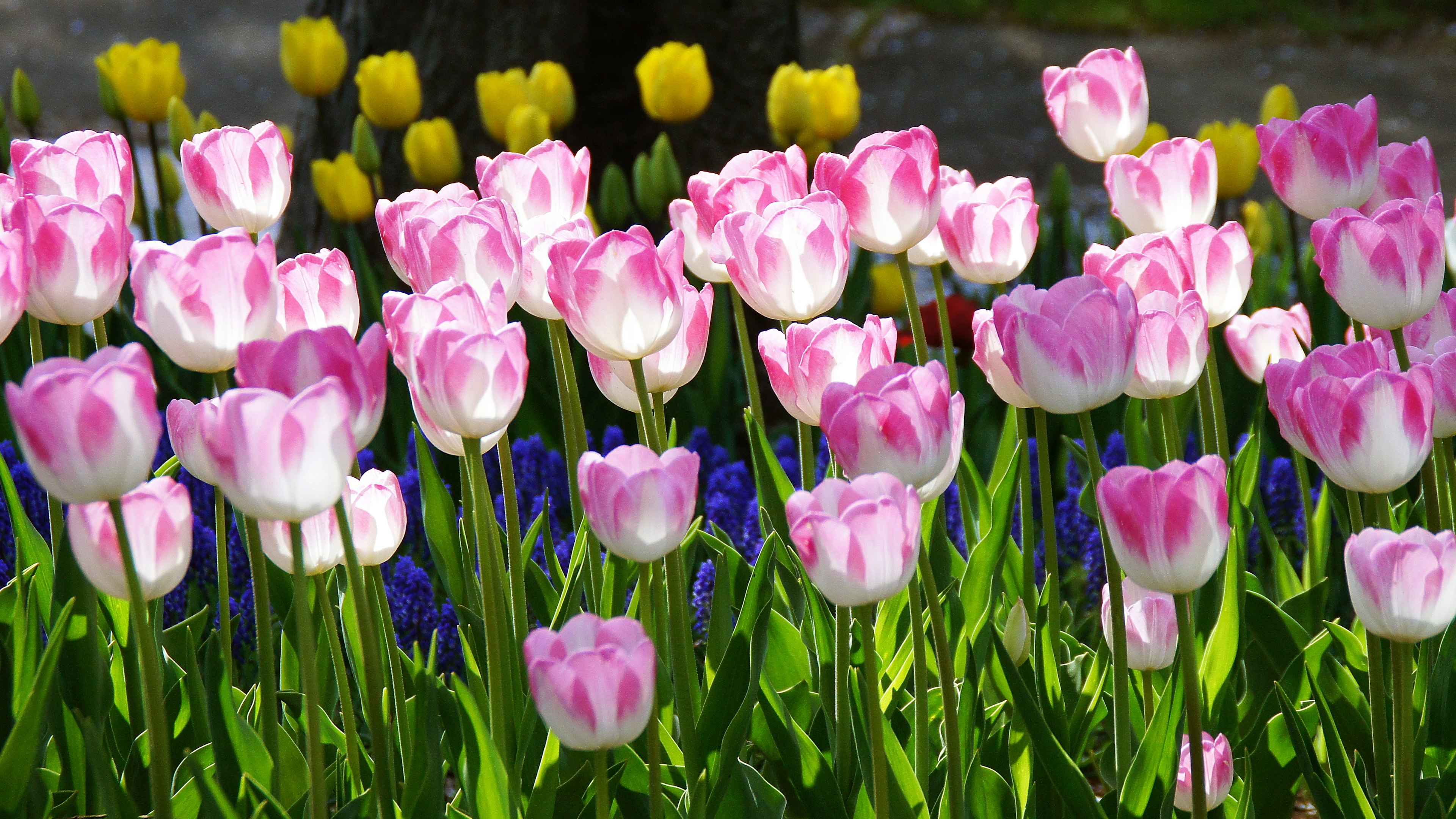 Hoa tulip nhiều màu sắc nở trong vườn