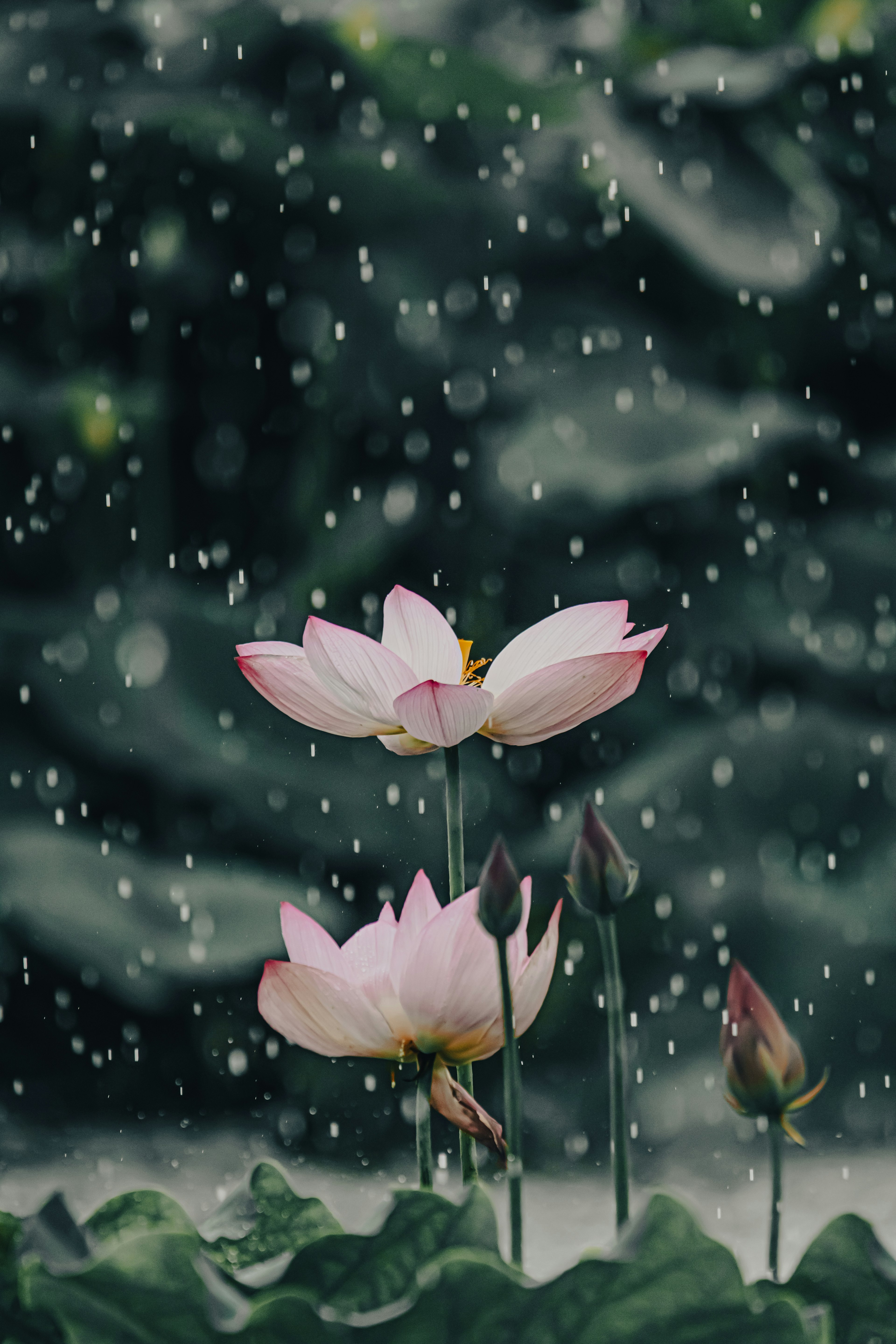 Beautiful scene of lotus flowers and buds blooming in the rain