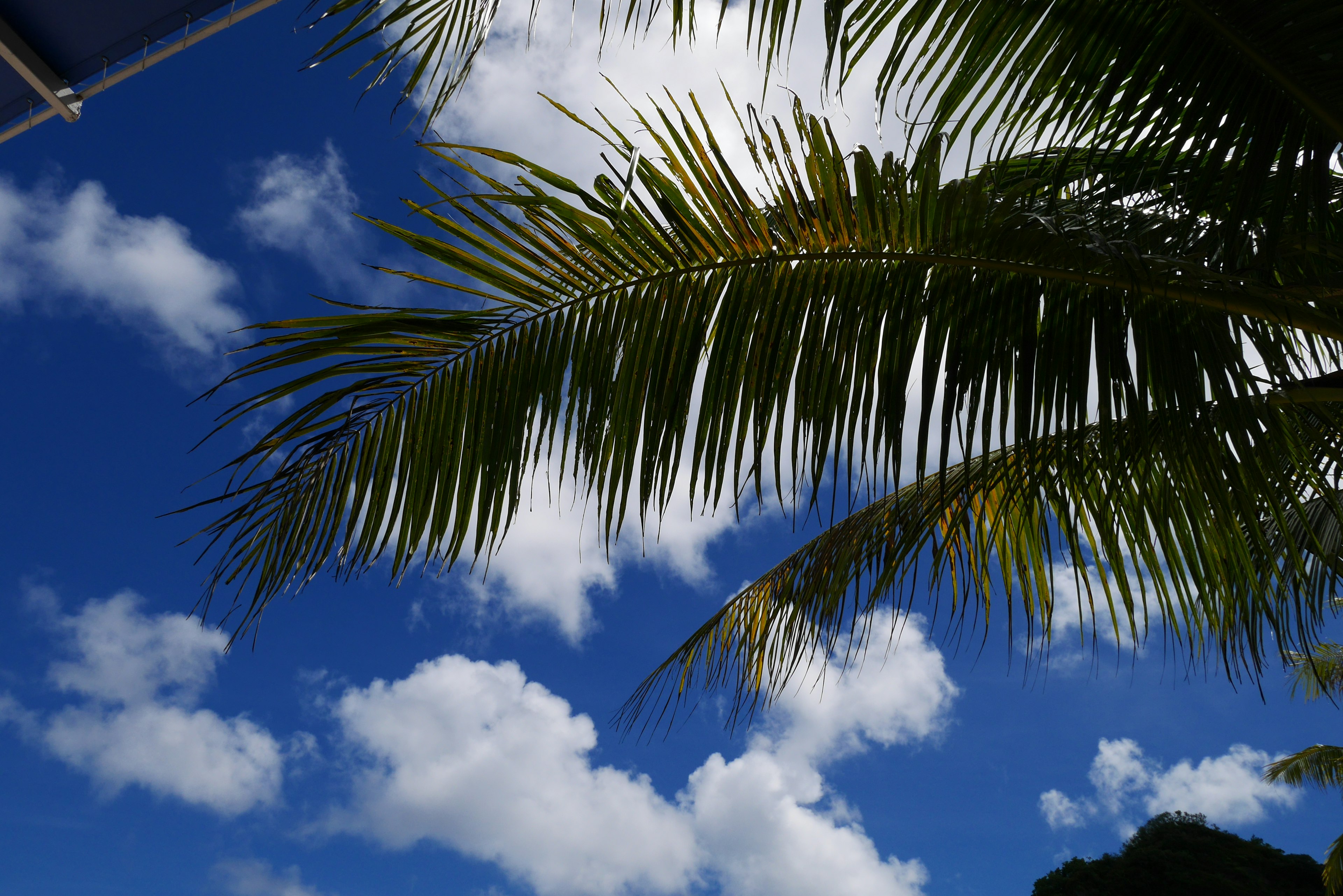 Palm leaves against a bright blue sky with fluffy white clouds