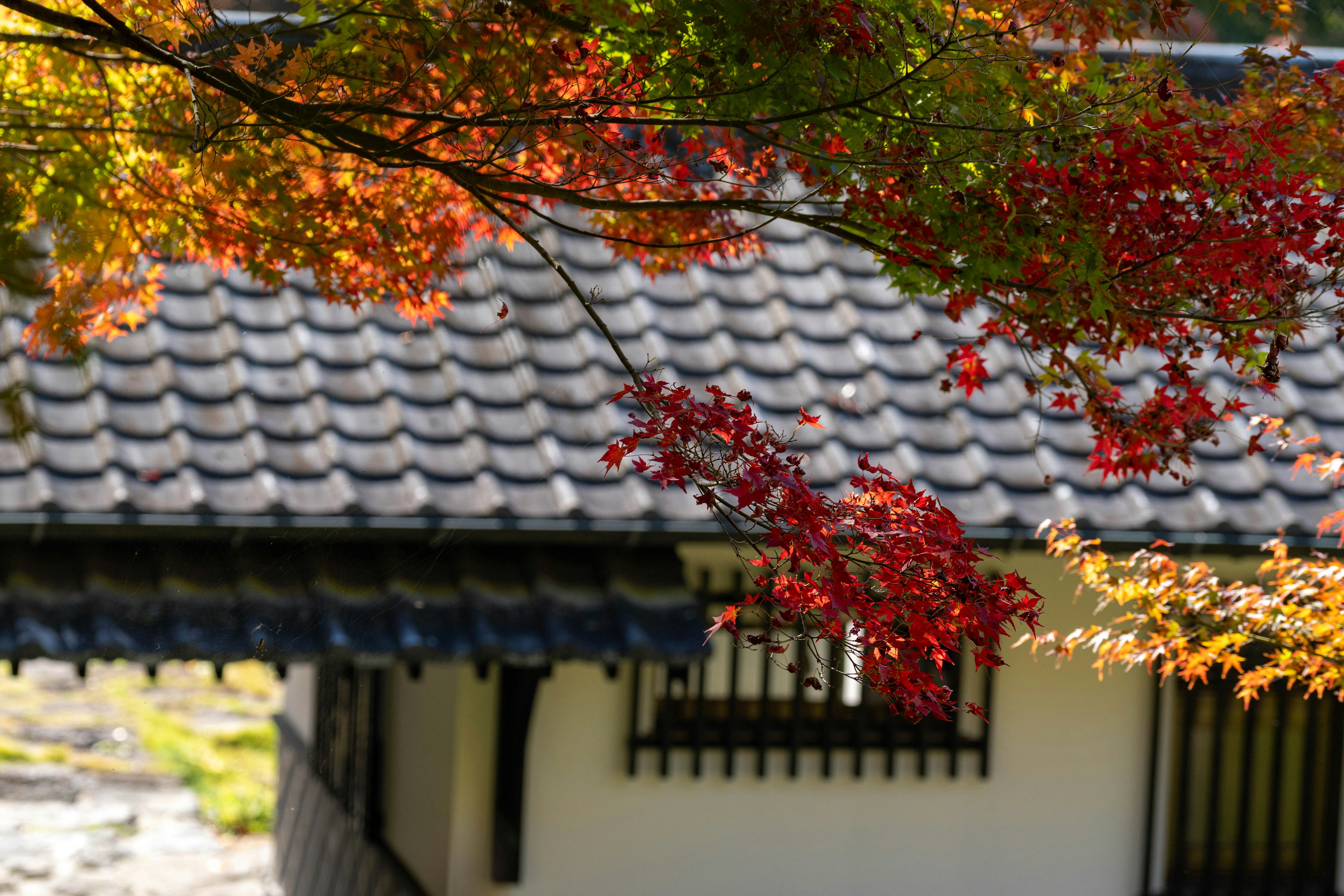 Traditionelles japanisches Hausdach, geschmückt mit lebhaften roten Herbstblättern