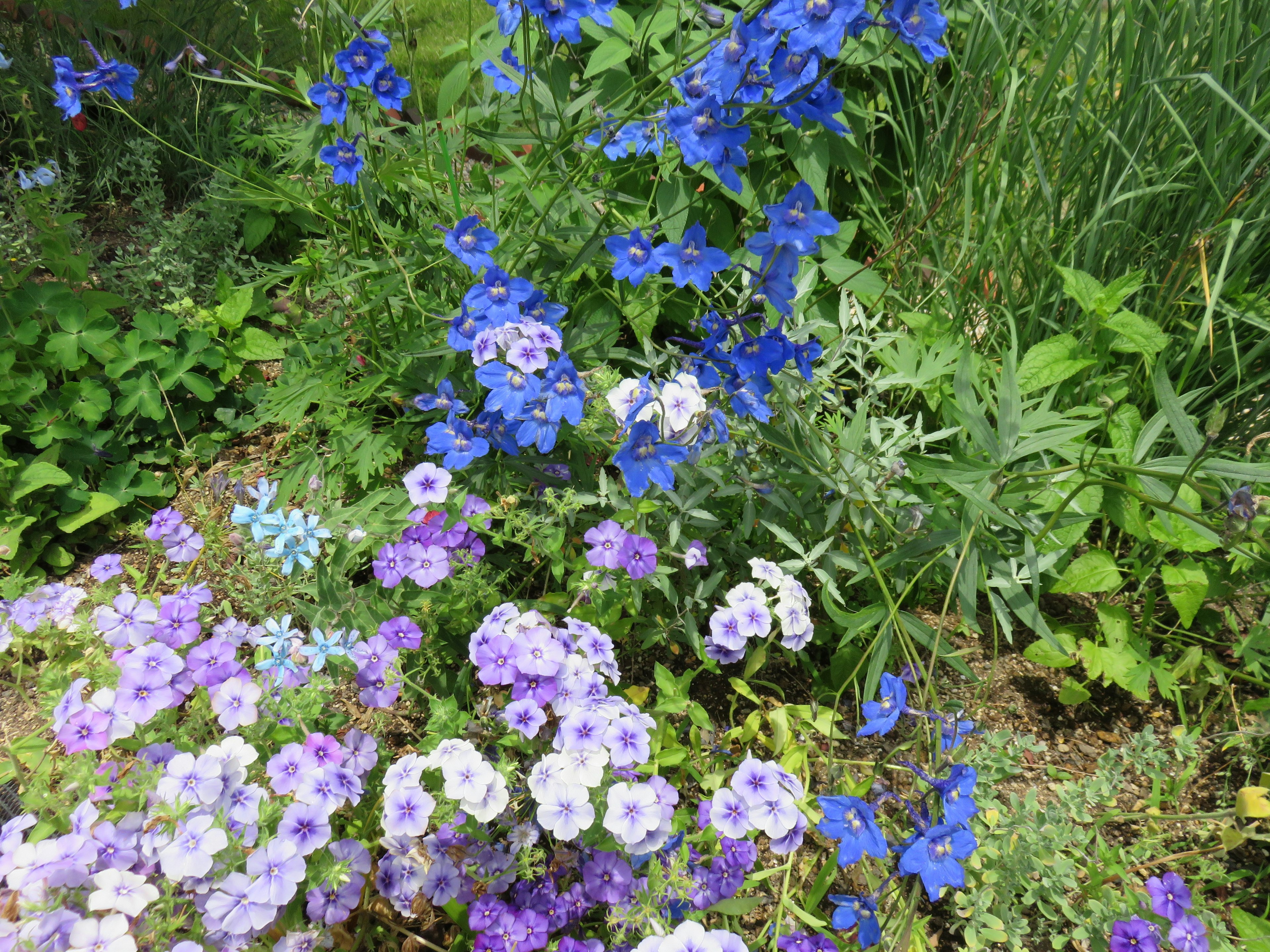 Scena di giardino con fiori blu e viola in fiore