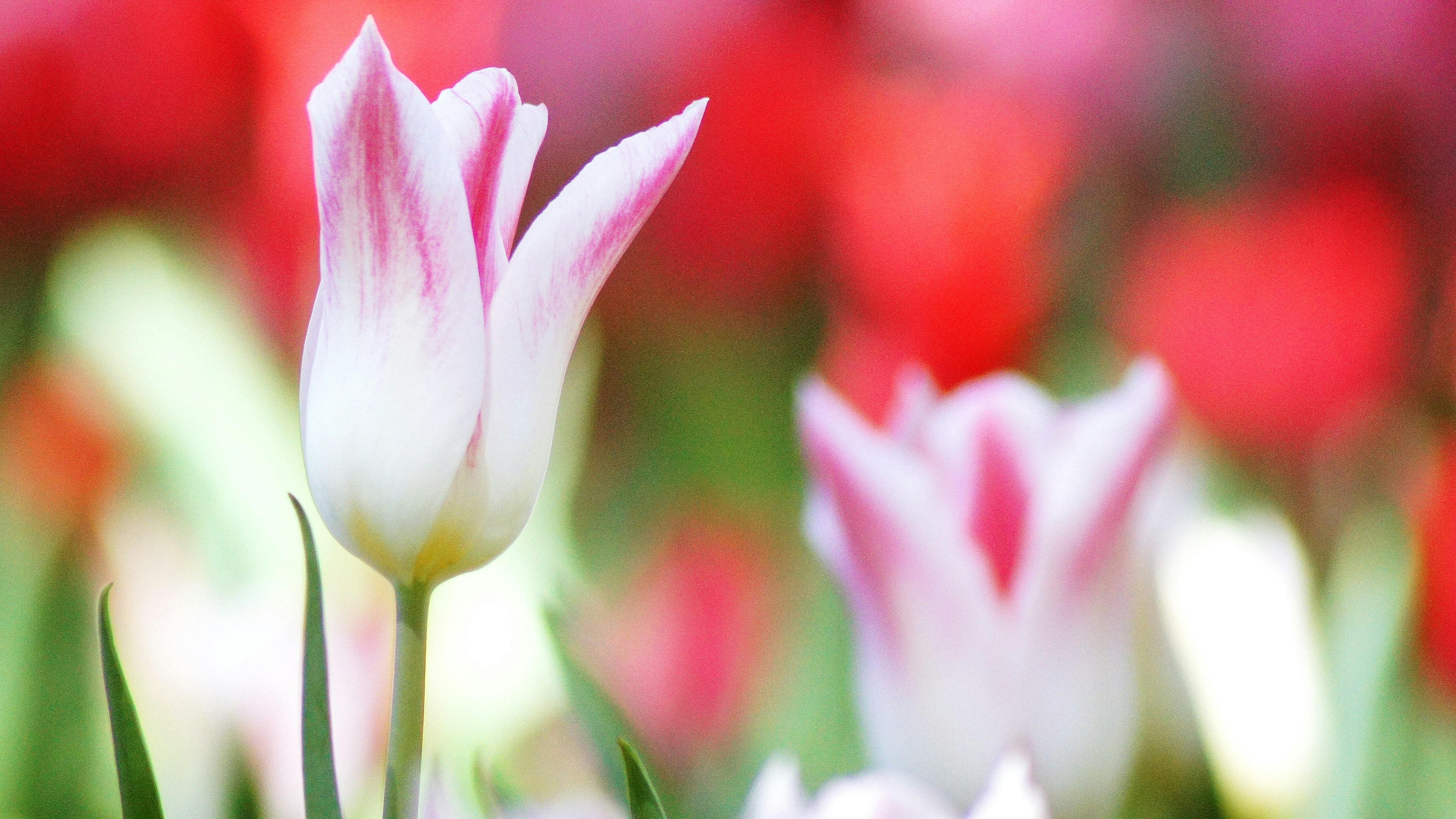 Hermosa escena de tulipanes blancos y rosas en flor