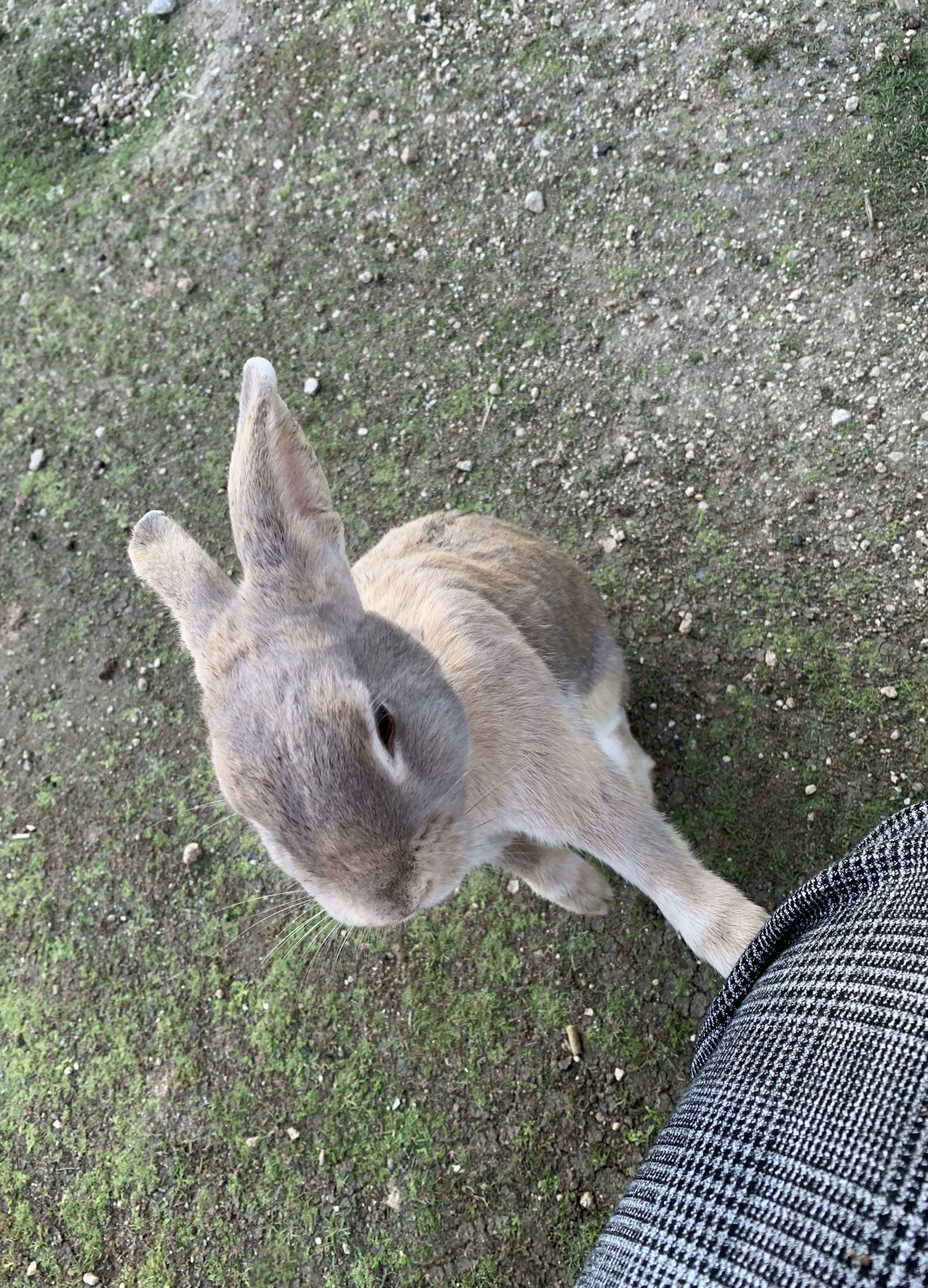 Grauer Hase nähert sich einer Person auf grasigem Boden