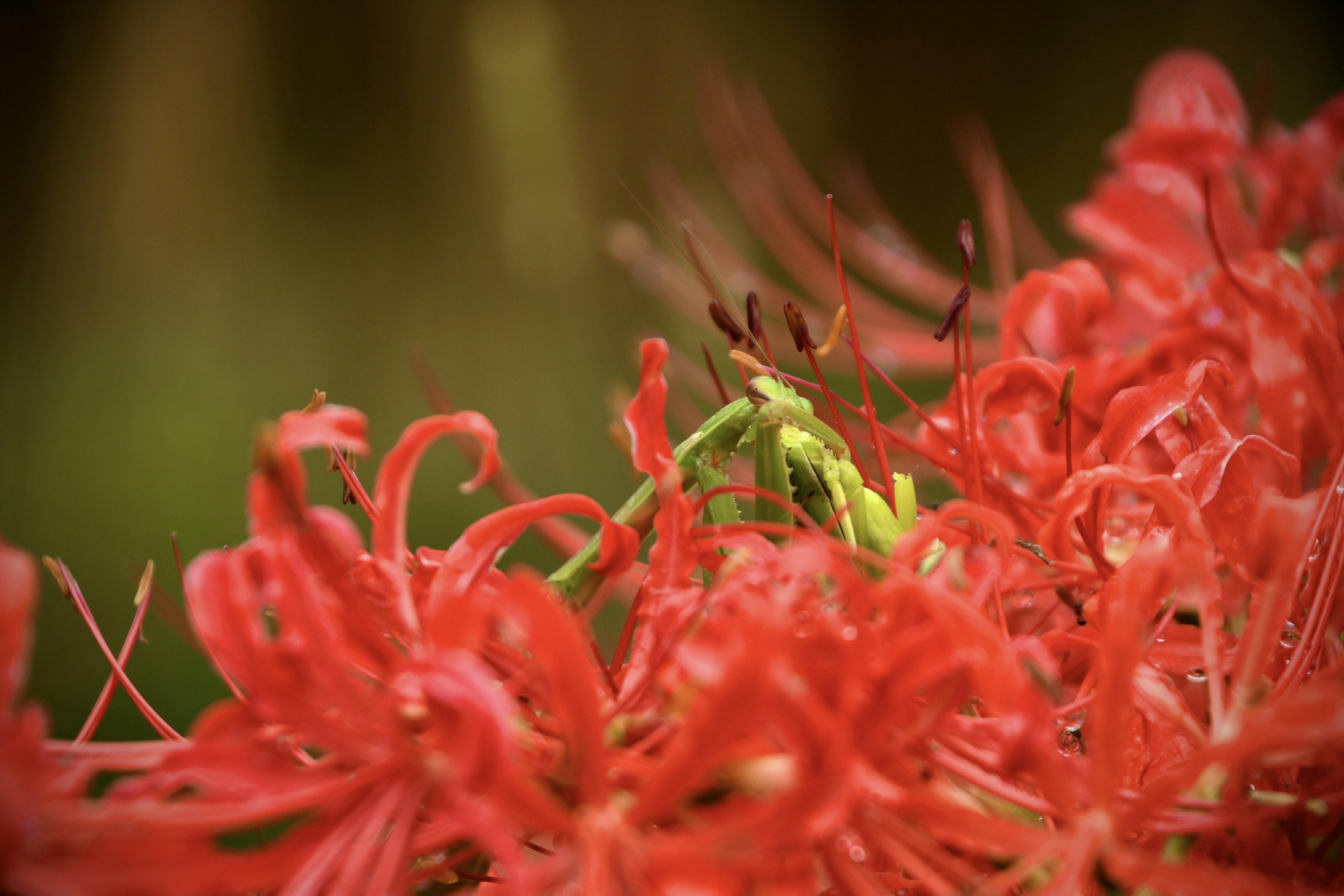 Vibrant red spider lilies in full bloom with green accents