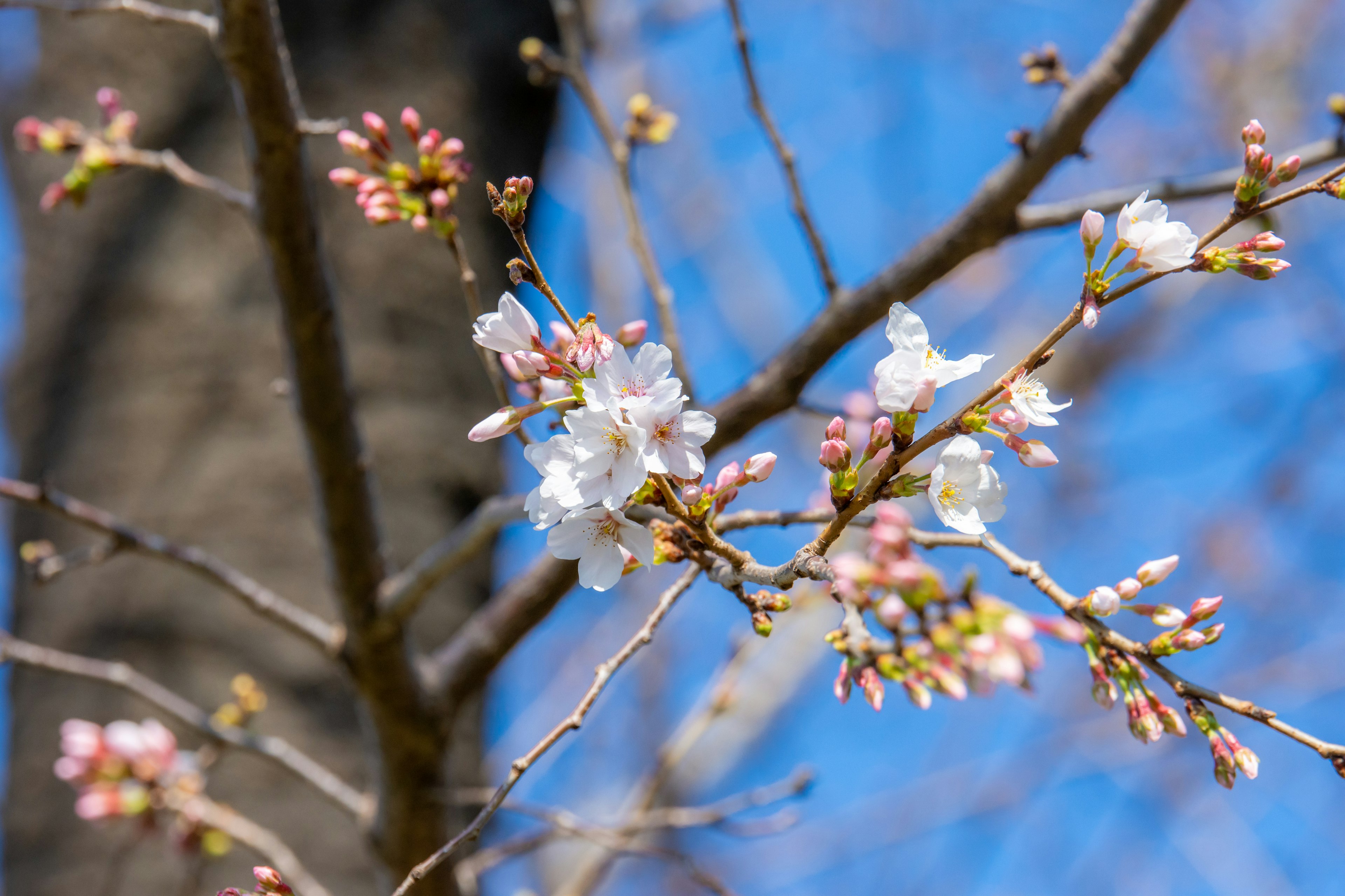 Beautiful photo of cherry blossoms and buds under a blue sky