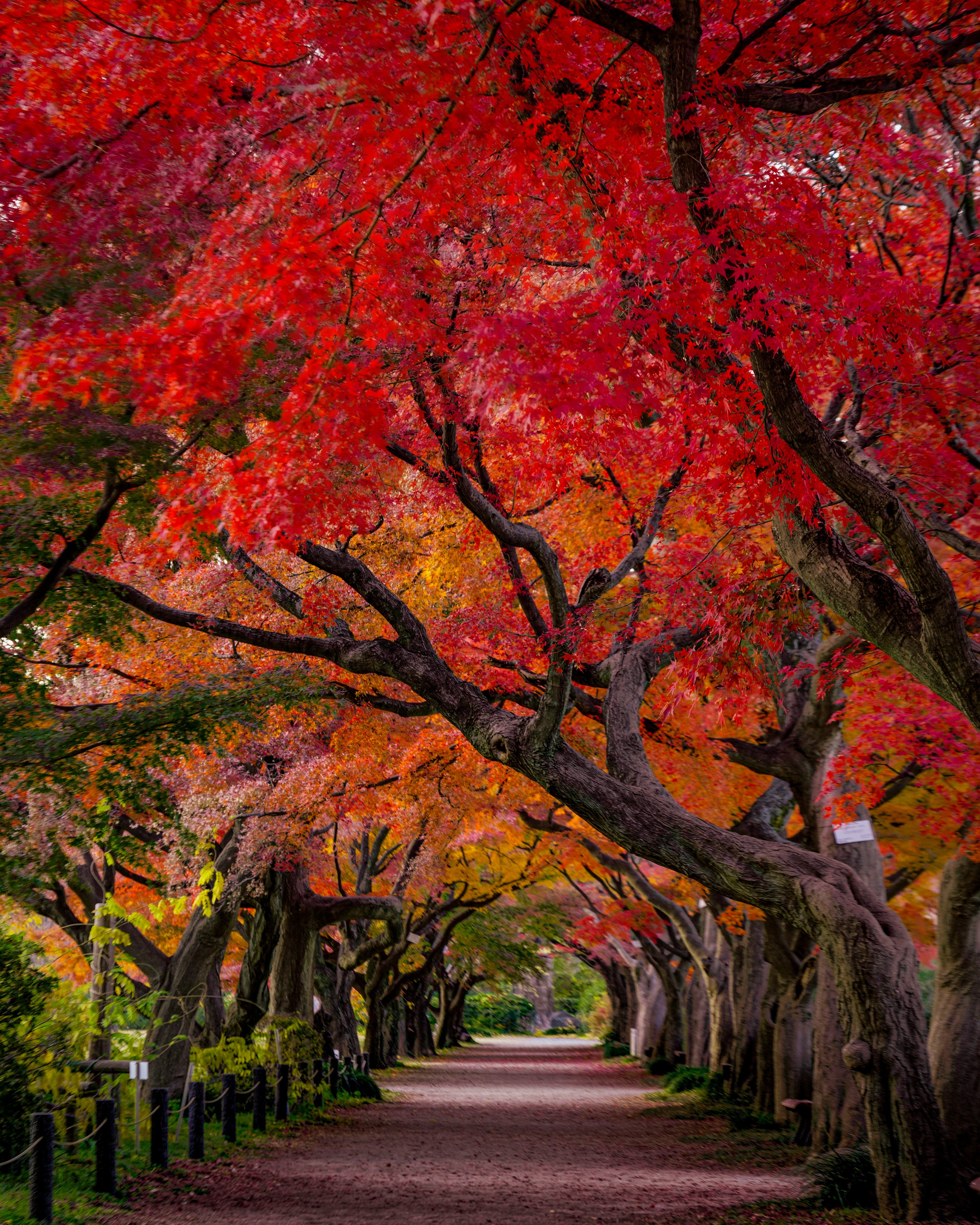 ทางเดินที่สวยงามที่มีต้นไม้ที่มีใบไม้ฤดูใบไม้ร่วงที่สดใส